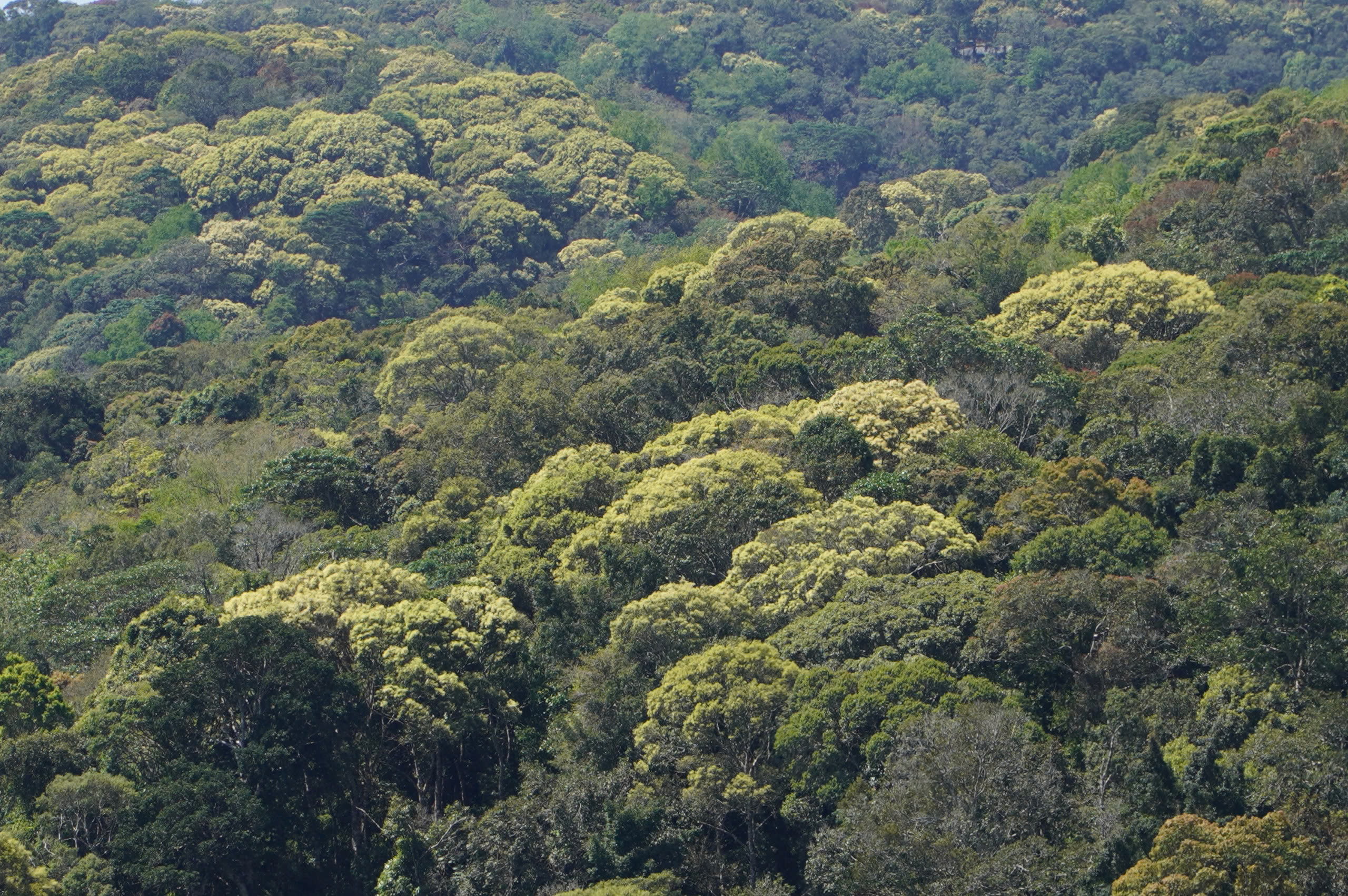 Vẻ đẹp kh&aacute;c lạ ở Măng Đen khi rừng chuyển m&ugrave;a- Ảnh 2.