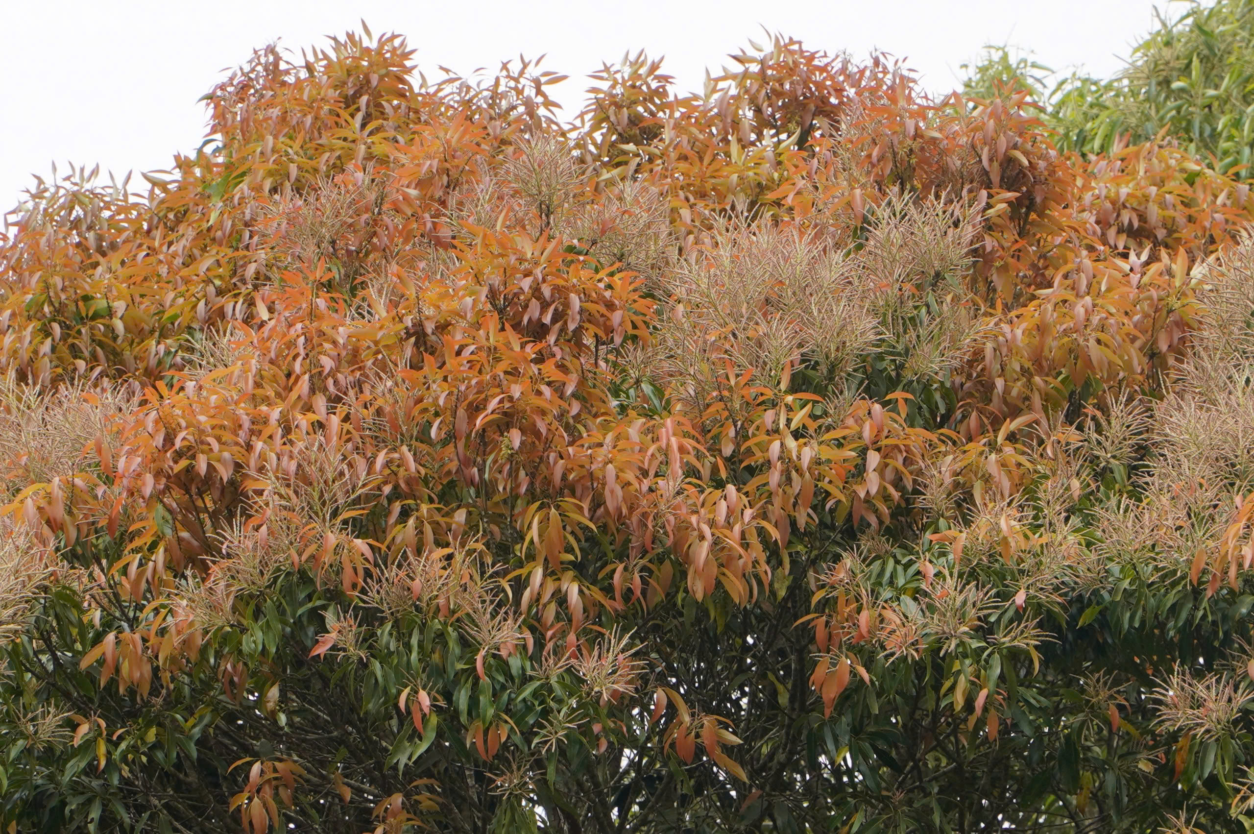 Vẻ đẹp kh&aacute;c lạ ở Măng Đen khi rừng chuyển m&ugrave;a- Ảnh 4.