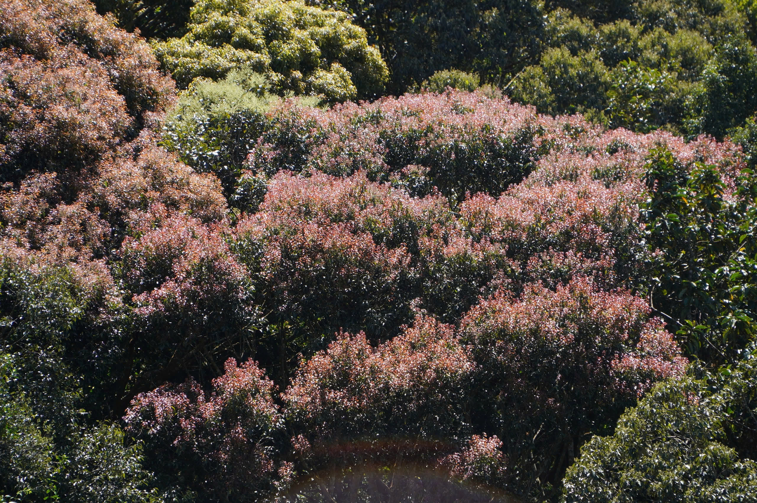 Vẻ đẹp kh&aacute;c lạ ở Măng Đen khi rừng chuyển m&ugrave;a- Ảnh 6.