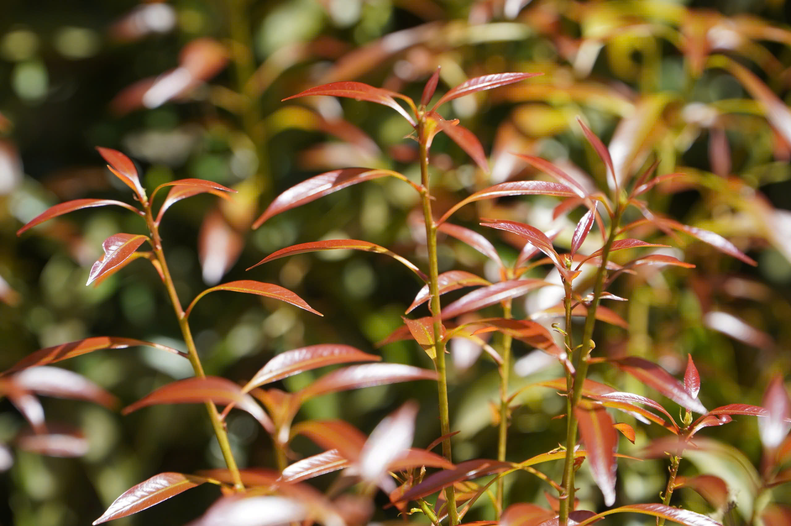 Vẻ đẹp kh&aacute;c lạ ở Măng Đen khi rừng chuyển m&ugrave;a- Ảnh 9.