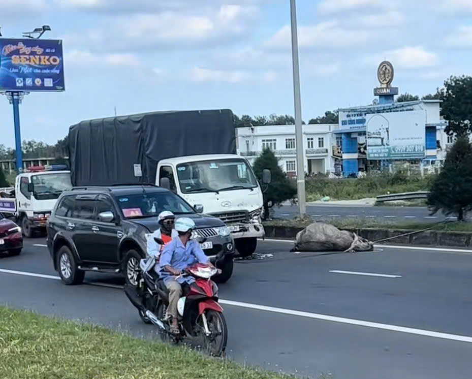 Xe tải chở thịt tr&acirc;u t&ocirc;ng chết con tr&acirc;u tr&ecirc;n đường dẫn cầu Cần Thơ- Ảnh 1.