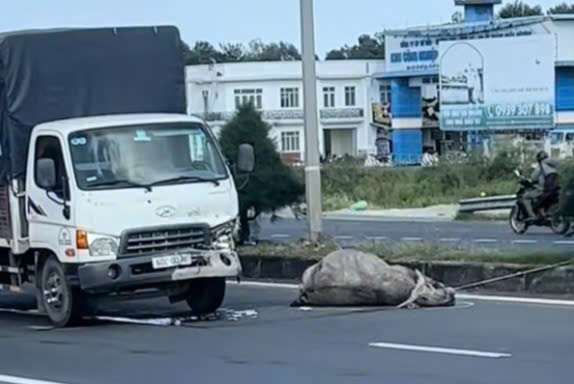 Xe tải chở thịt tr&acirc;u t&ocirc;ng chết con tr&acirc;u tr&ecirc;n đường dẫn cầu Cần Thơ- Ảnh 2.