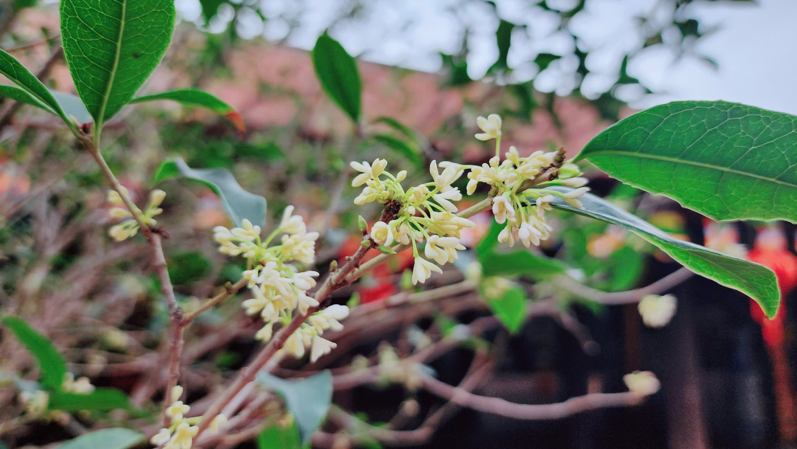 Kh&aacute;m ph&aacute; ng&ocirc;i ch&ugrave;a cổ nhất Việt Nam xuất hiện trong MV "Bắc Bling" của H&ograve;a Minzy- Ảnh 18.