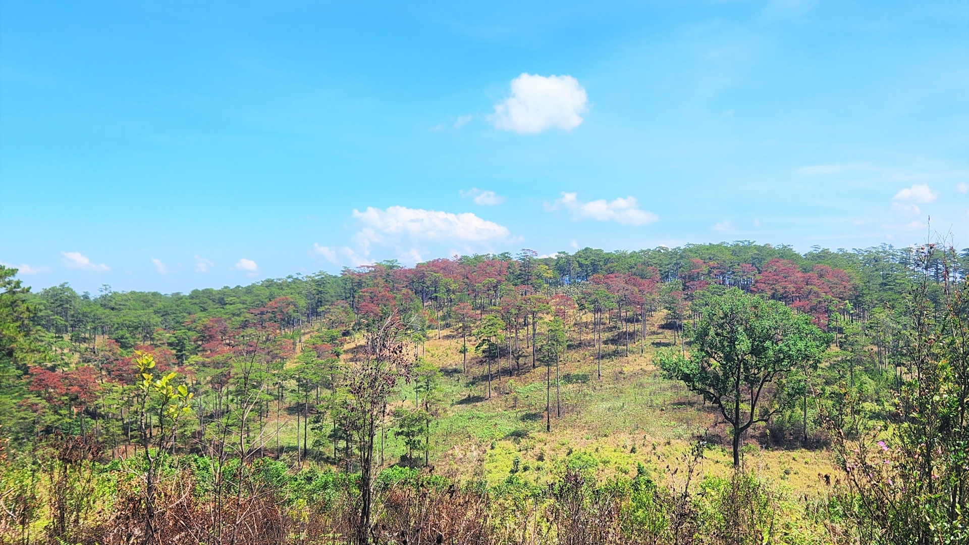 Gần 200 cây thông hàng chục năm tuổi chết vì bị đầu độc- Ảnh 1. Gần 200 cây thông hàng chục năm tuổi chết vì bị đầu độc- Ảnh 1.