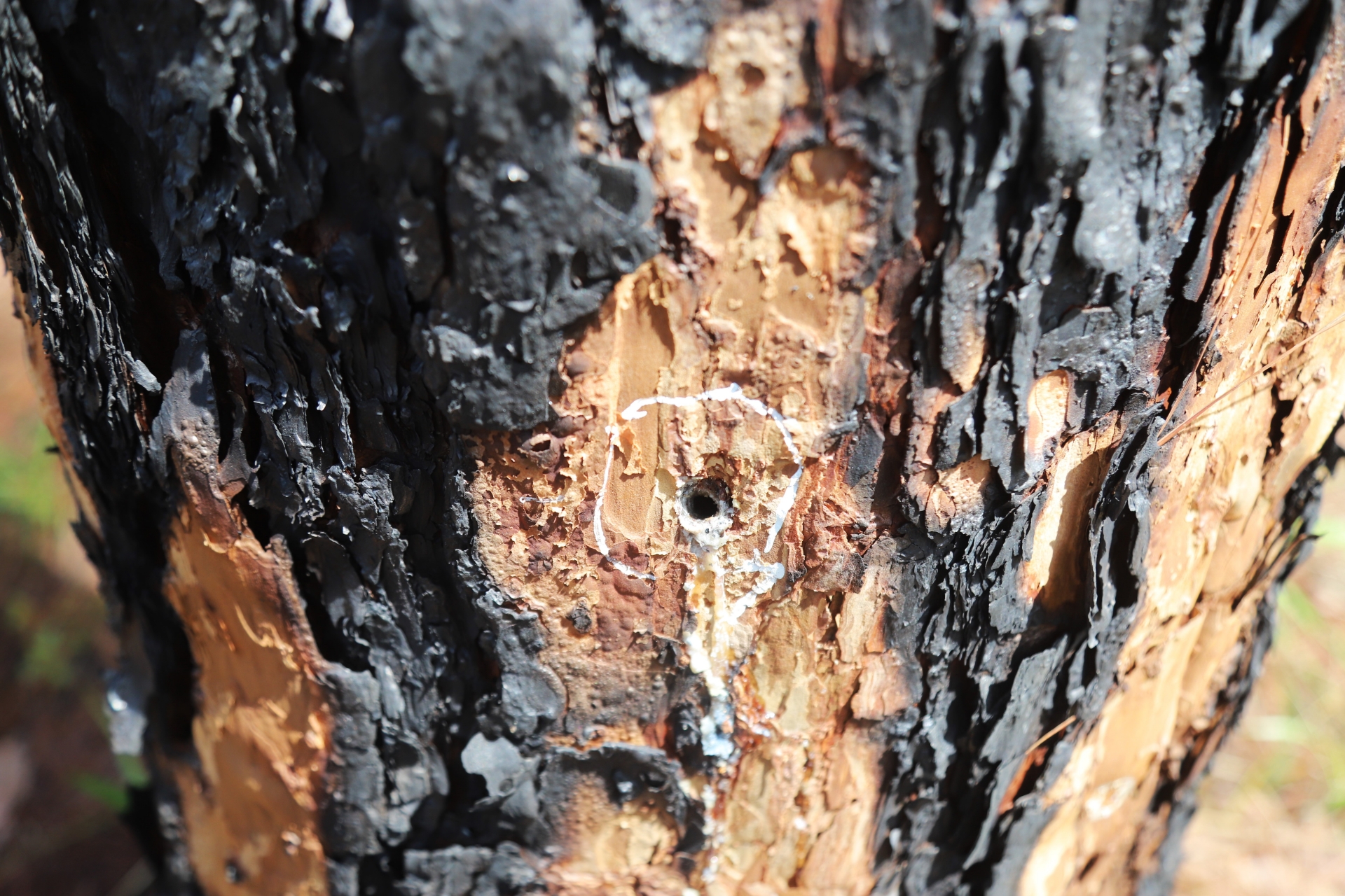 Gần 200 cây thông hàng chục năm tuổi chết vì bị đầu độc- Ảnh 2. Gần 200 cây thông hàng chục năm tuổi chết vì bị đầu độc- Ảnh 2.