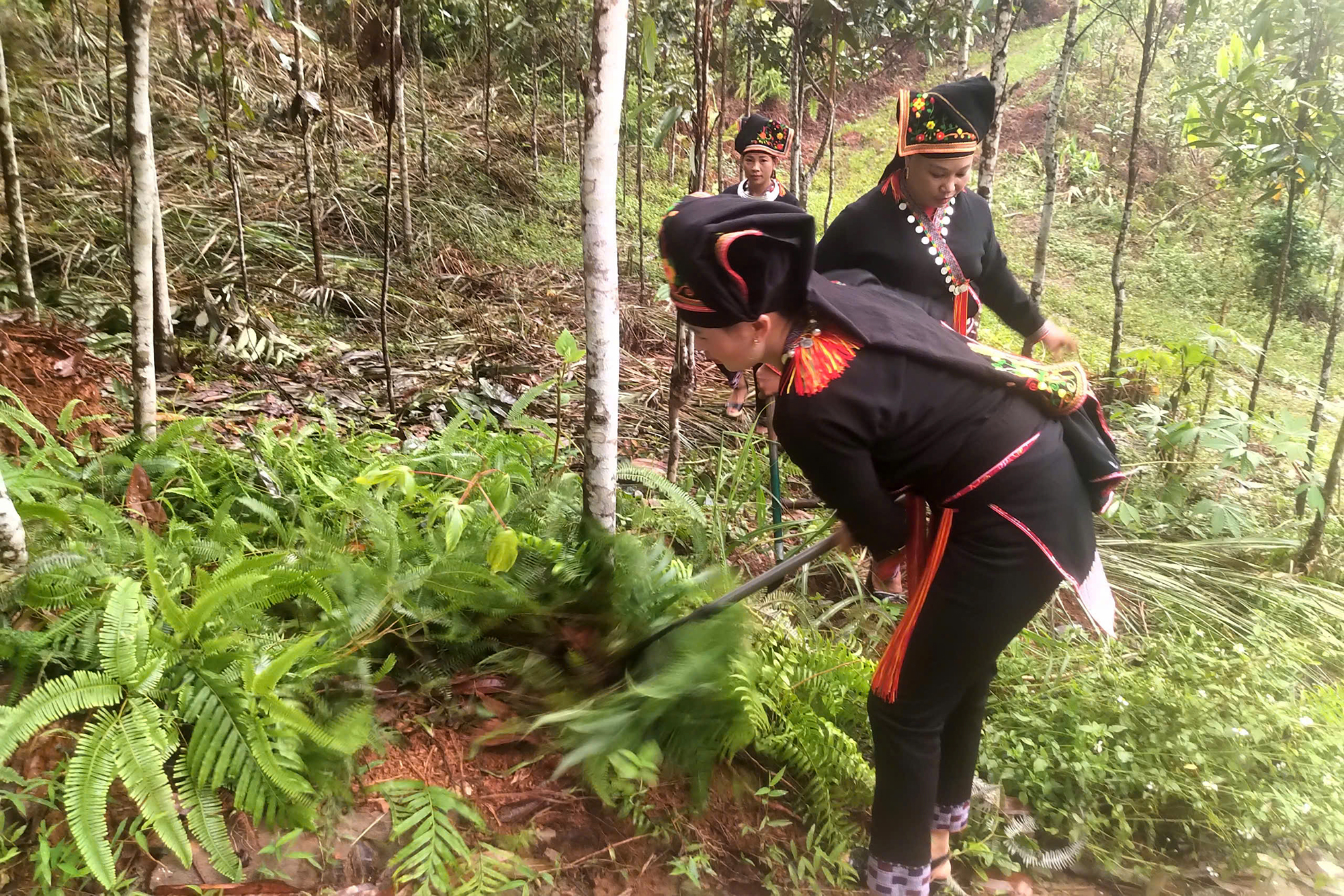 D&acirc;n bản x&acirc;y biệt thự, mua xe hơi nhờ c&acirc;y quế- Ảnh 3.