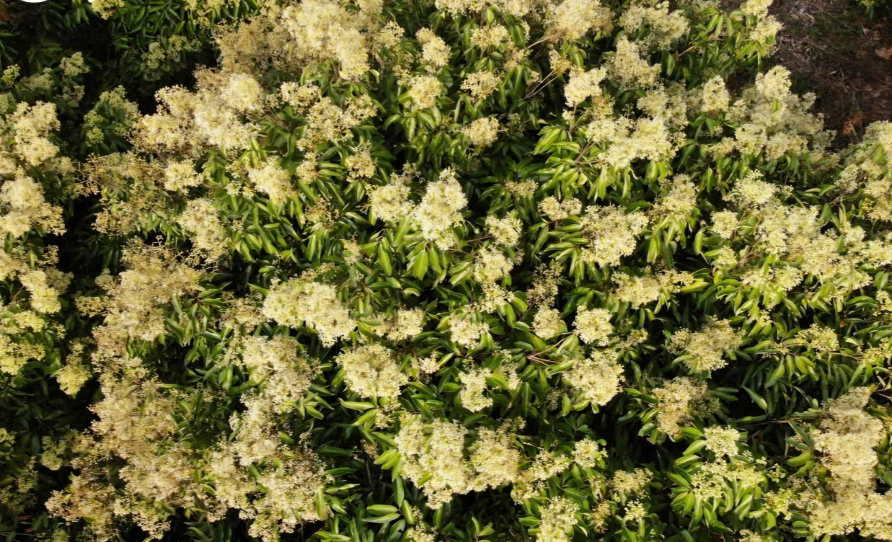 Hoa vải nở trắng đồi, doanh nghiệp t&igrave;m đến Bắc Giang k&yacute; hợp đồng ti&ecirc;u thụ- Ảnh 3.