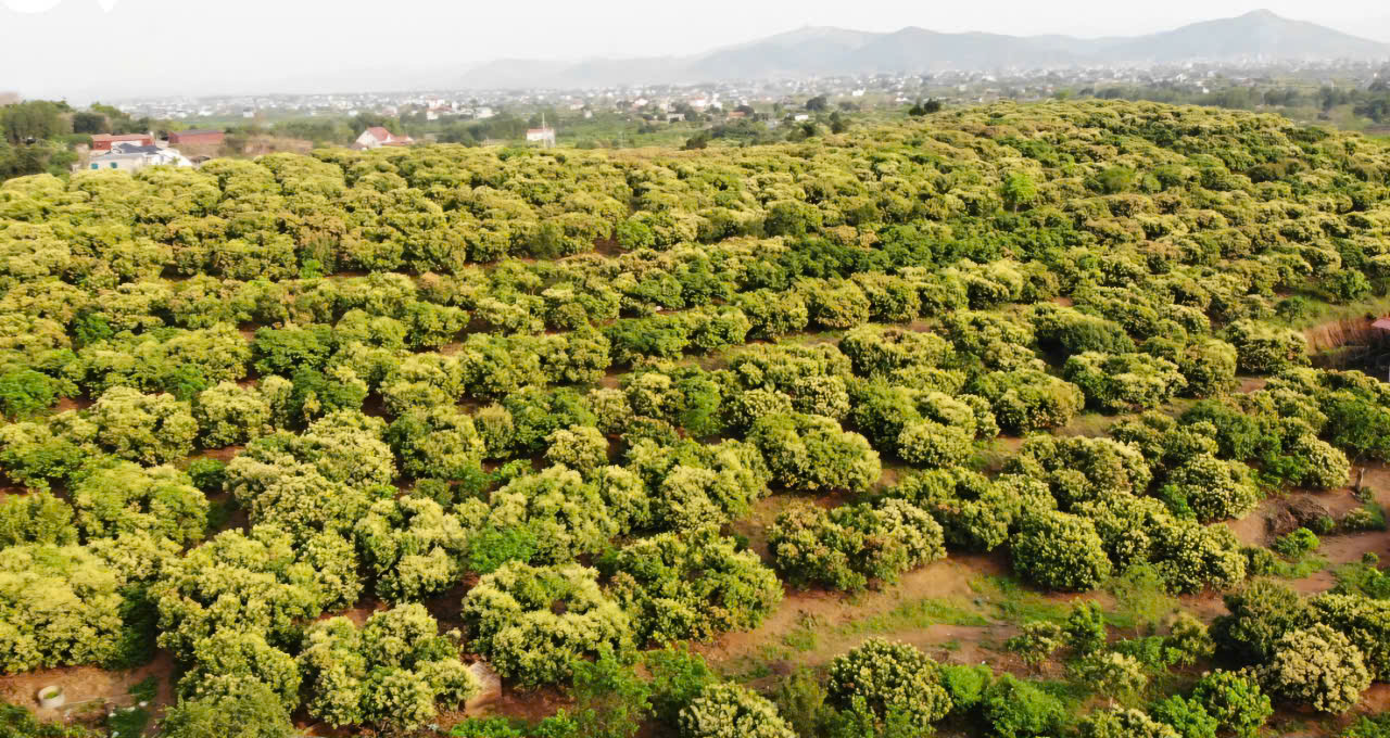 Hoa vải nở trắng đồi, doanh nghiệp t&igrave;m đến Bắc Giang k&yacute; hợp đồng ti&ecirc;u thụ- Ảnh 4.