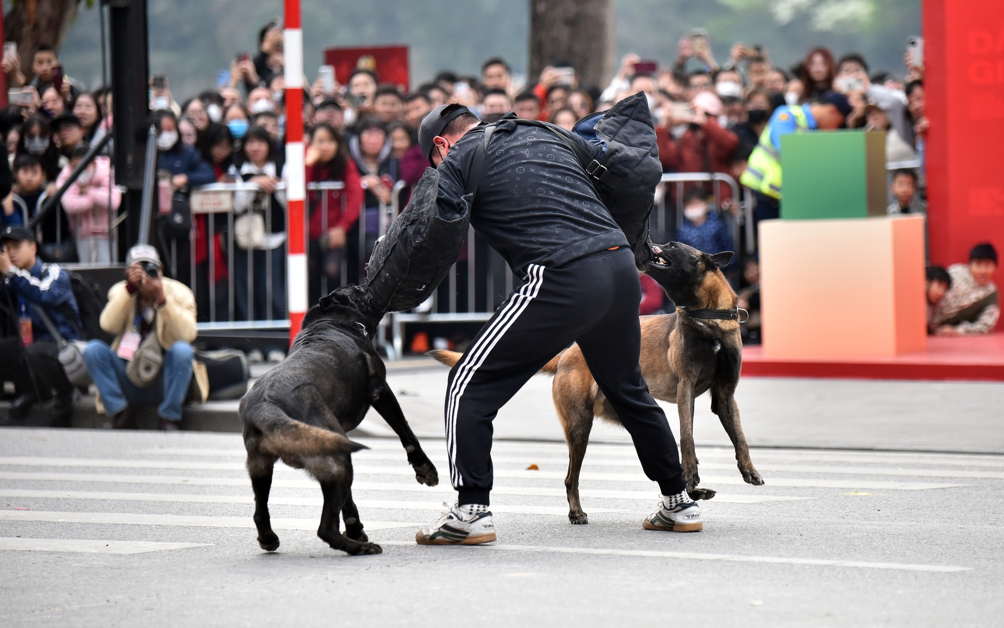 TP.HCM: Phố đi bộ Nguyễn Huệ vang lừng tiếng hò reo, vó kỵ binh trên nền quân nhạc- Ảnh 13. Mãn nhãn màn biểu diễn tấn công tội phạm của lực lượng cảnh khuyển, kỵ binh