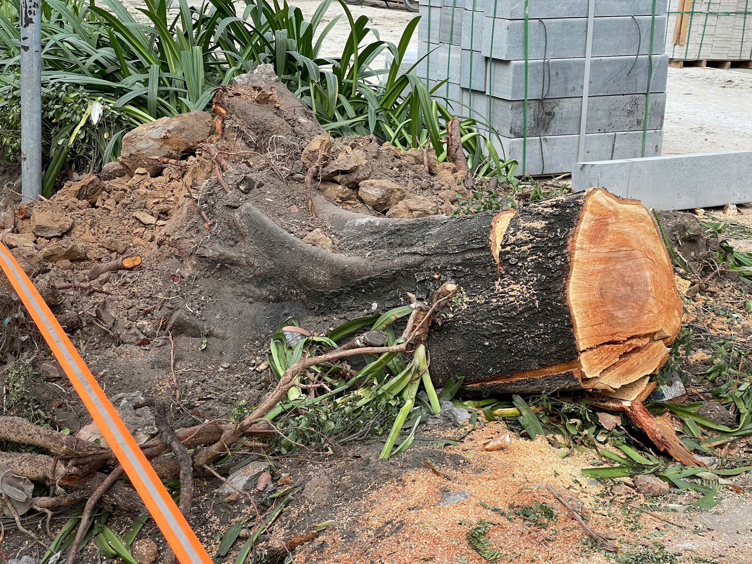 TP.HCM chấn chỉnh tình trạng cải tạo vỉa hè làm hàng loạt cây xanh bị đốn hạ- Ảnh 1. TP.HCM chấn chỉnh tình trạng cải tạo vỉa hè làm hàng loạt cây xanh bị đốn hạ- Ảnh 1.