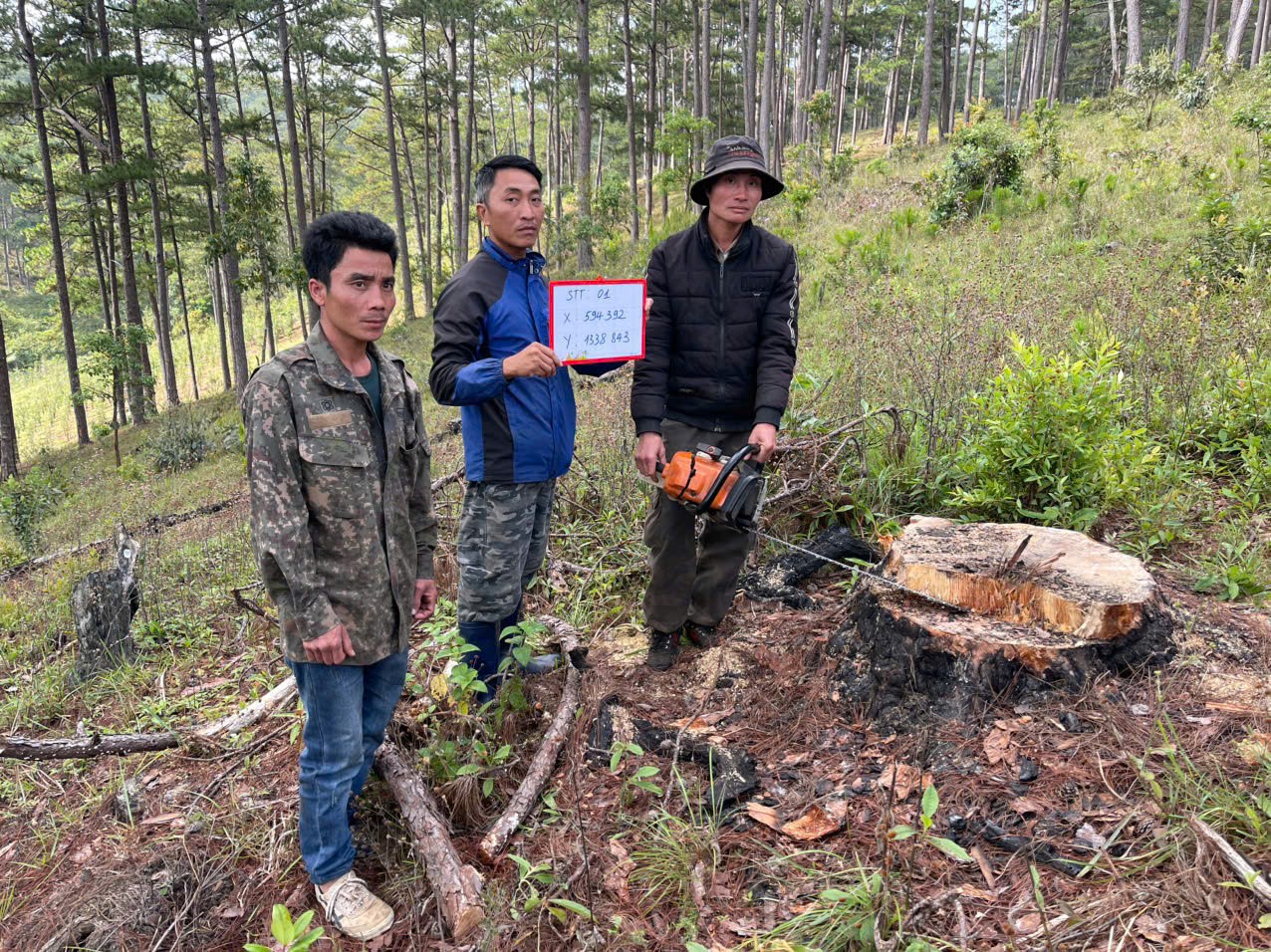 Tạm giữ nh&oacute;m người hạ hơn 30 c&acirc;y th&ocirc;ng trong rừng ph&ograve;ng hộ ở L&acirc;m Đồng- Ảnh 1.