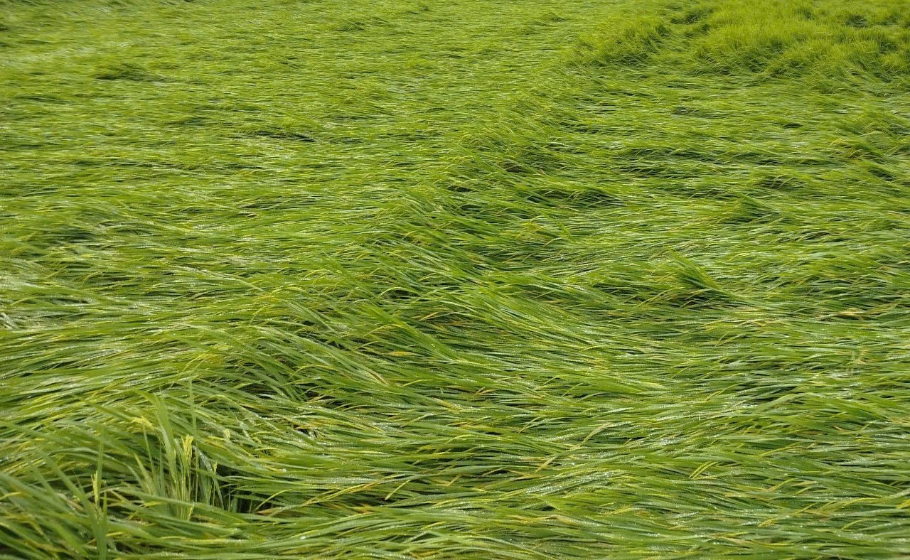 Mưa to, gi&oacute; mạnh l&agrave;m nhiều diện t&iacute;ch l&uacute;a ở Quảng Trị, Huế đổ rạp- Ảnh 1.