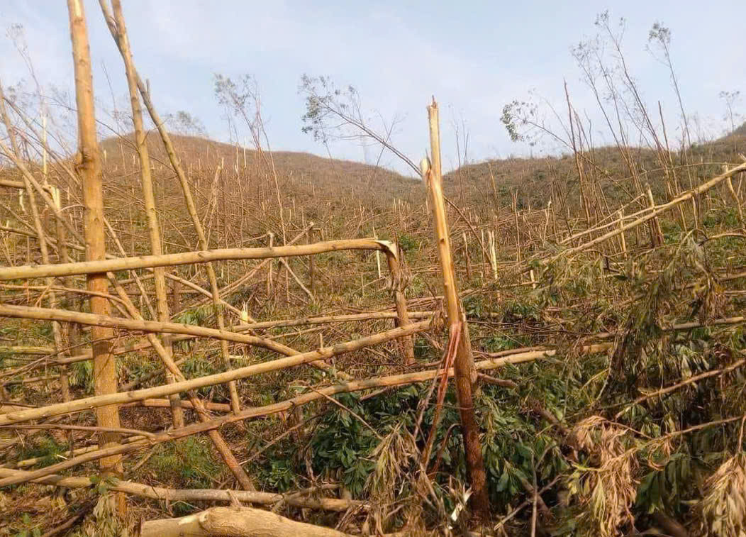 Quảng Ninh: Hỏa hoạn thiêu rụi nhiều diện tích rừng trong đêm- Ảnh 3. Quảng Ninh: Hỏa hoạn thiêu rụi nhiều diện tích rừng trong đêm- Ảnh 3.