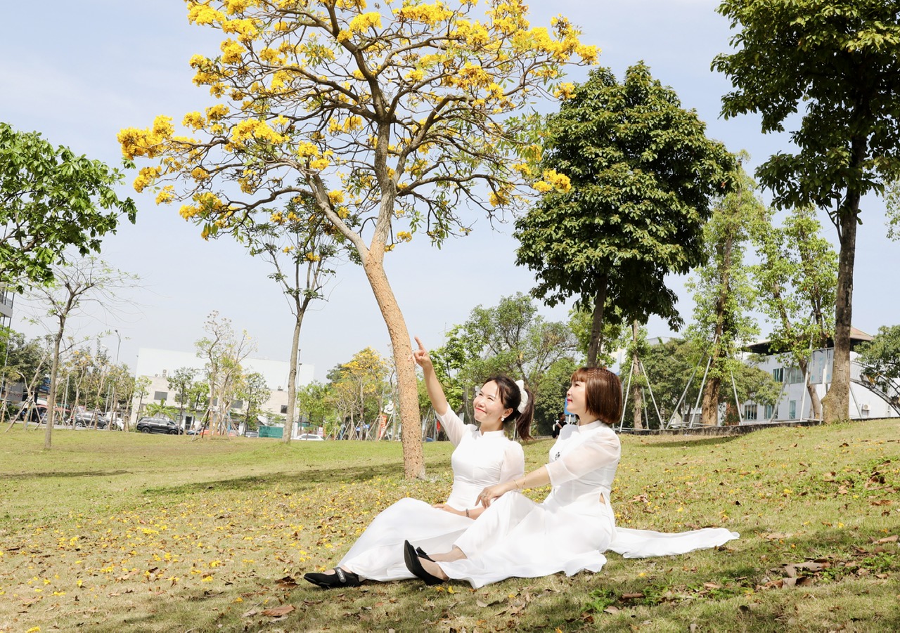 Ph&uacute; Thọ: M&ecirc; mẩn sắc v&agrave;ng rực rỡ của hoa Phong Linh- Ảnh 4.