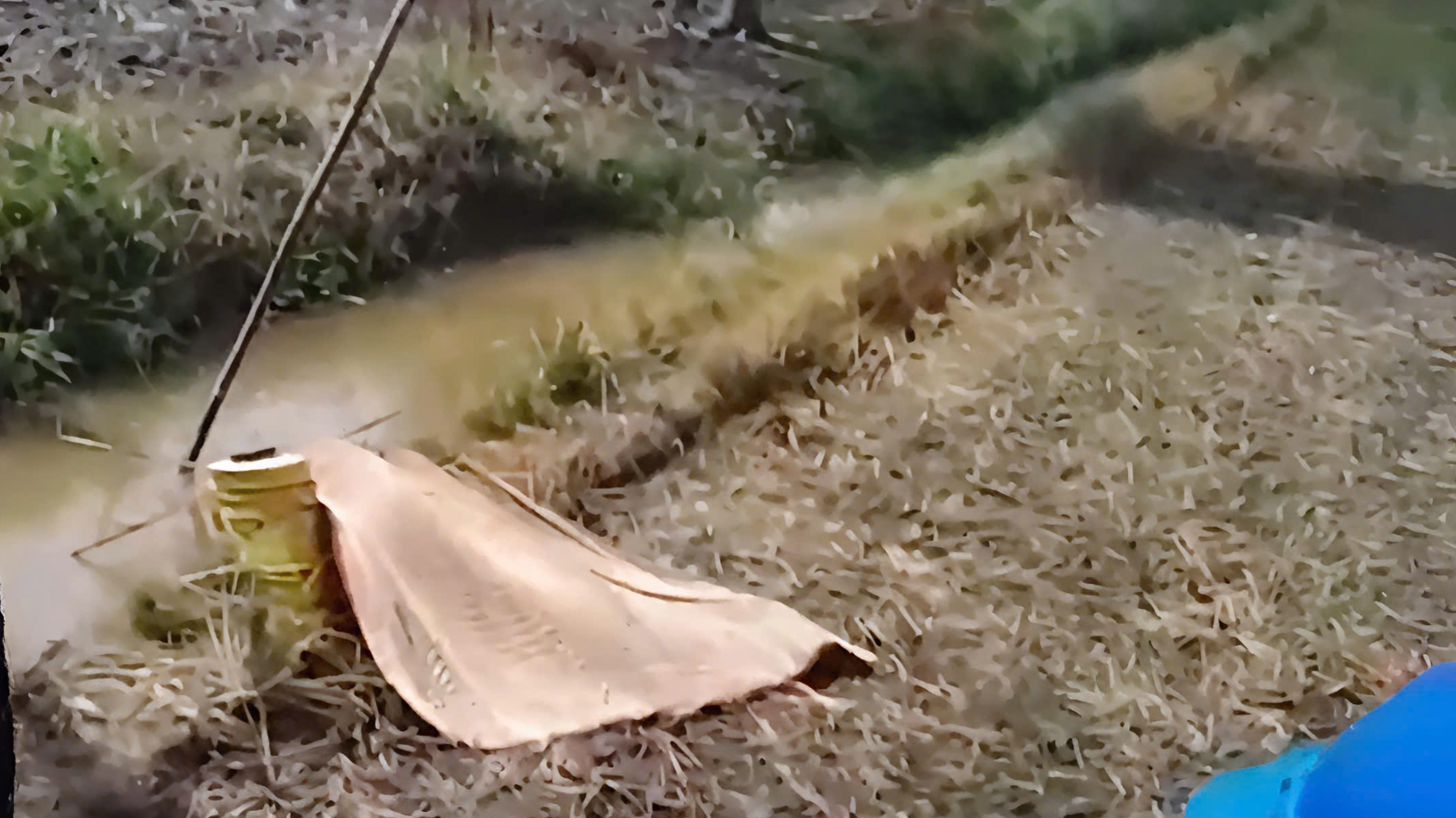 Giẫm phải d&acirc;y điện bẫy chuột, một người tử vong- Ảnh 1.