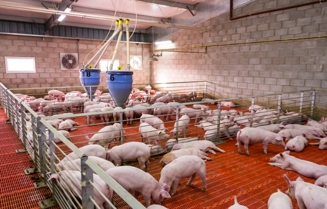 Gi&aacute; lợn neo cao, c&aacute;c "&ocirc;ng lớn" chăn nu&ocirc;i tự tin đẩy mạnh kế hoạch 2025- Ảnh 1.