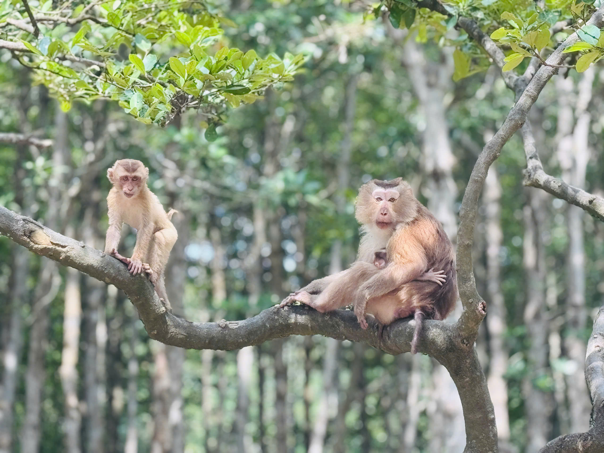 Thăm căn cứ Rừng Sác - chiến khu huyền thoại giữa vùng nước ngập mặn- Ảnh 25. Thăm căn cứ Rừng Sác - chiến khu huyền thoại giữa vùng nước ngập mặn- Ảnh 25.