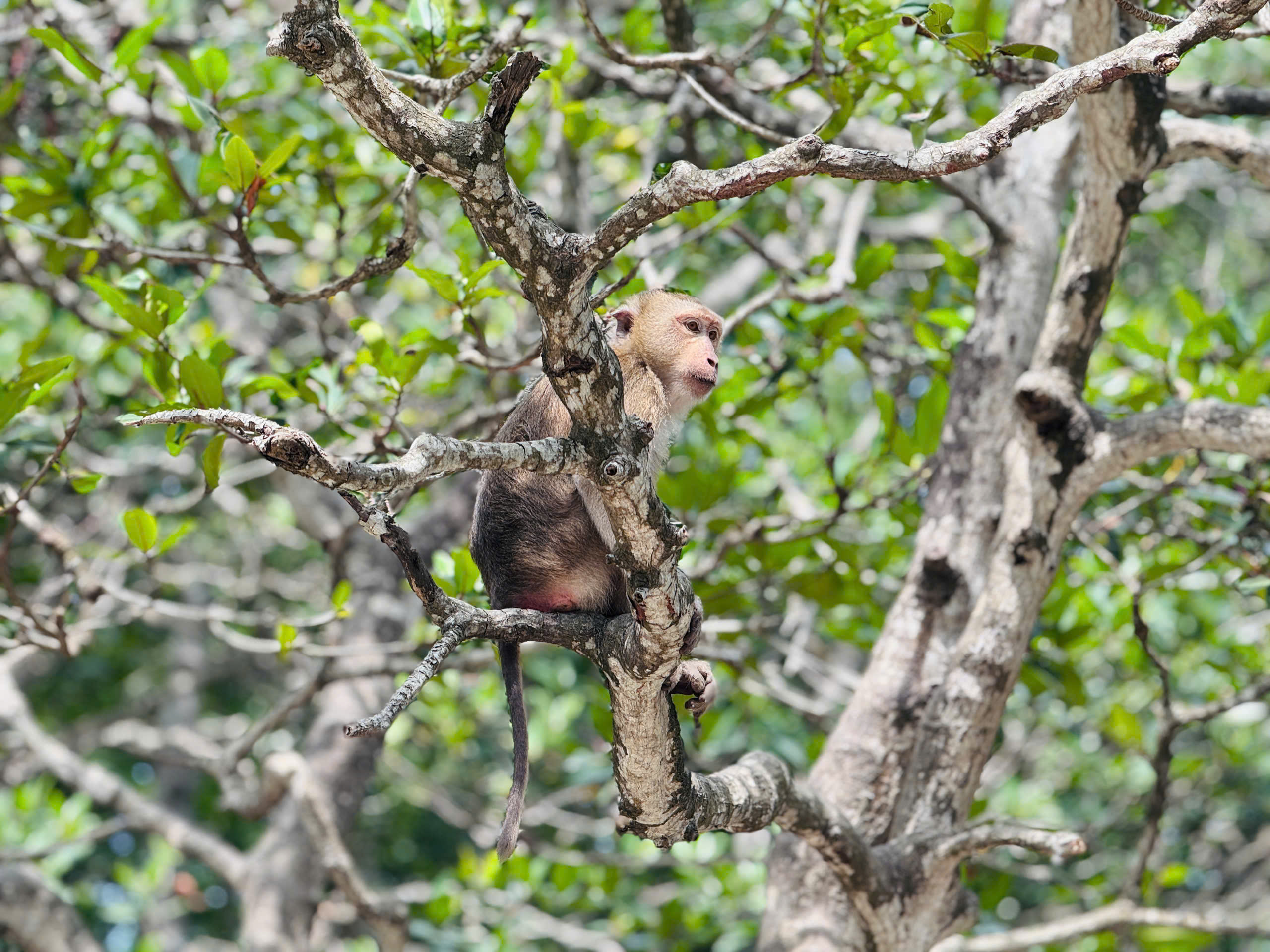 Thăm căn cứ Rừng Sác - chiến khu huyền thoại giữa vùng nước ngập mặn- Ảnh 26. Thăm căn cứ Rừng Sác - chiến khu huyền thoại giữa vùng nước ngập mặn- Ảnh 26.