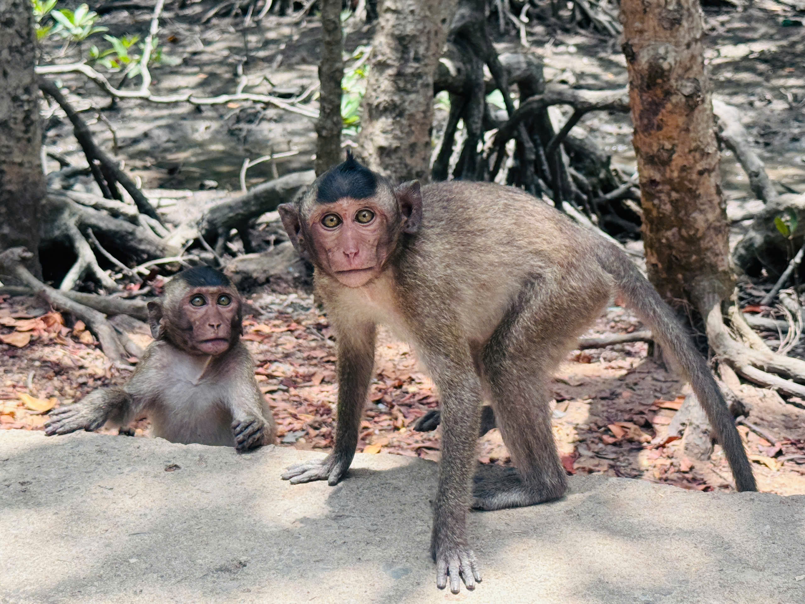 Thăm căn cứ Rừng Sác - chiến khu huyền thoại giữa vùng nước ngập mặn- Ảnh 23. Thăm căn cứ Rừng Sác - chiến khu huyền thoại giữa vùng nước ngập mặn- Ảnh 23.