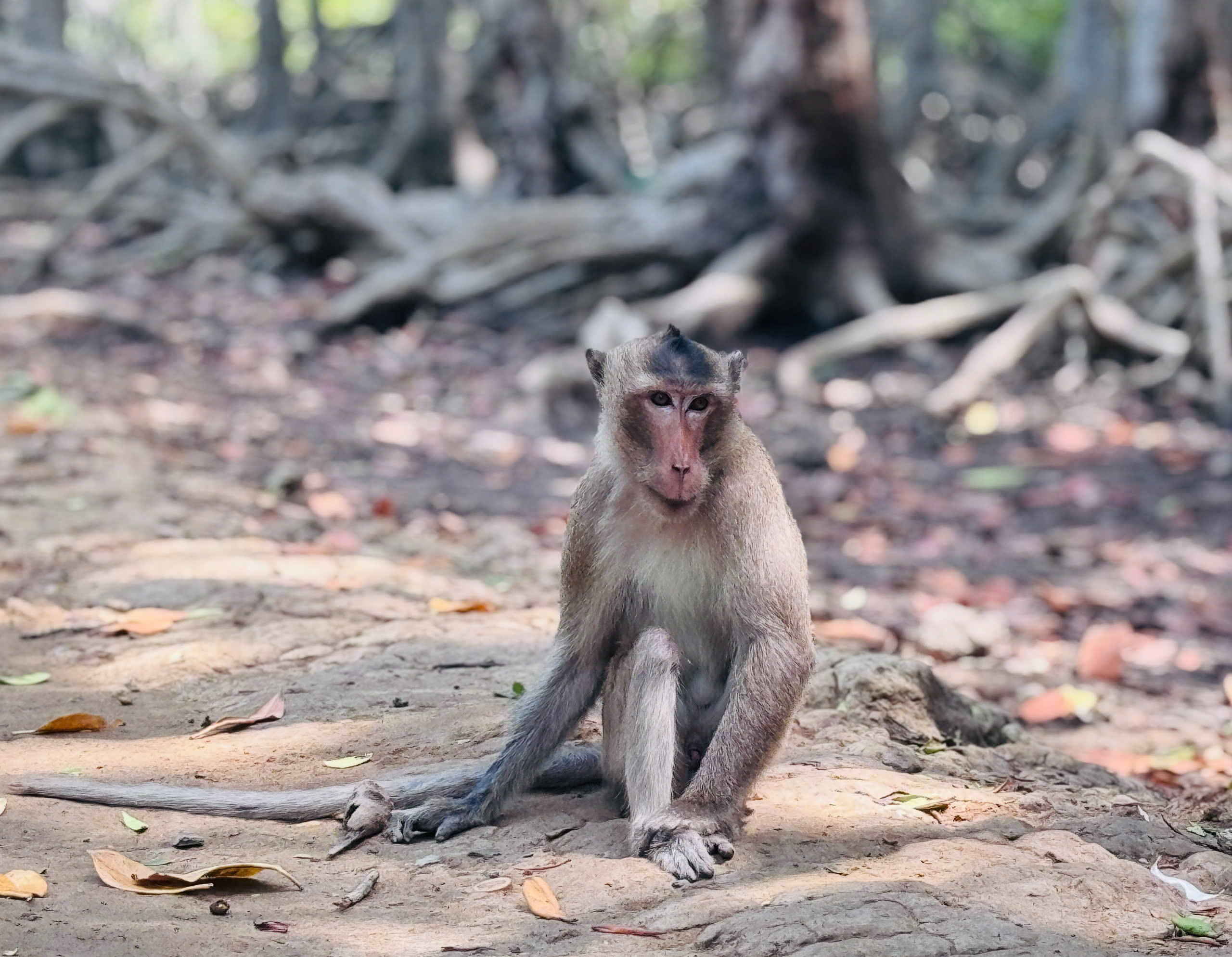Thăm căn cứ Rừng Sác - chiến khu huyền thoại giữa vùng nước ngập mặn- Ảnh 24. Thăm căn cứ Rừng Sác - chiến khu huyền thoại giữa vùng nước ngập mặn- Ảnh 24.