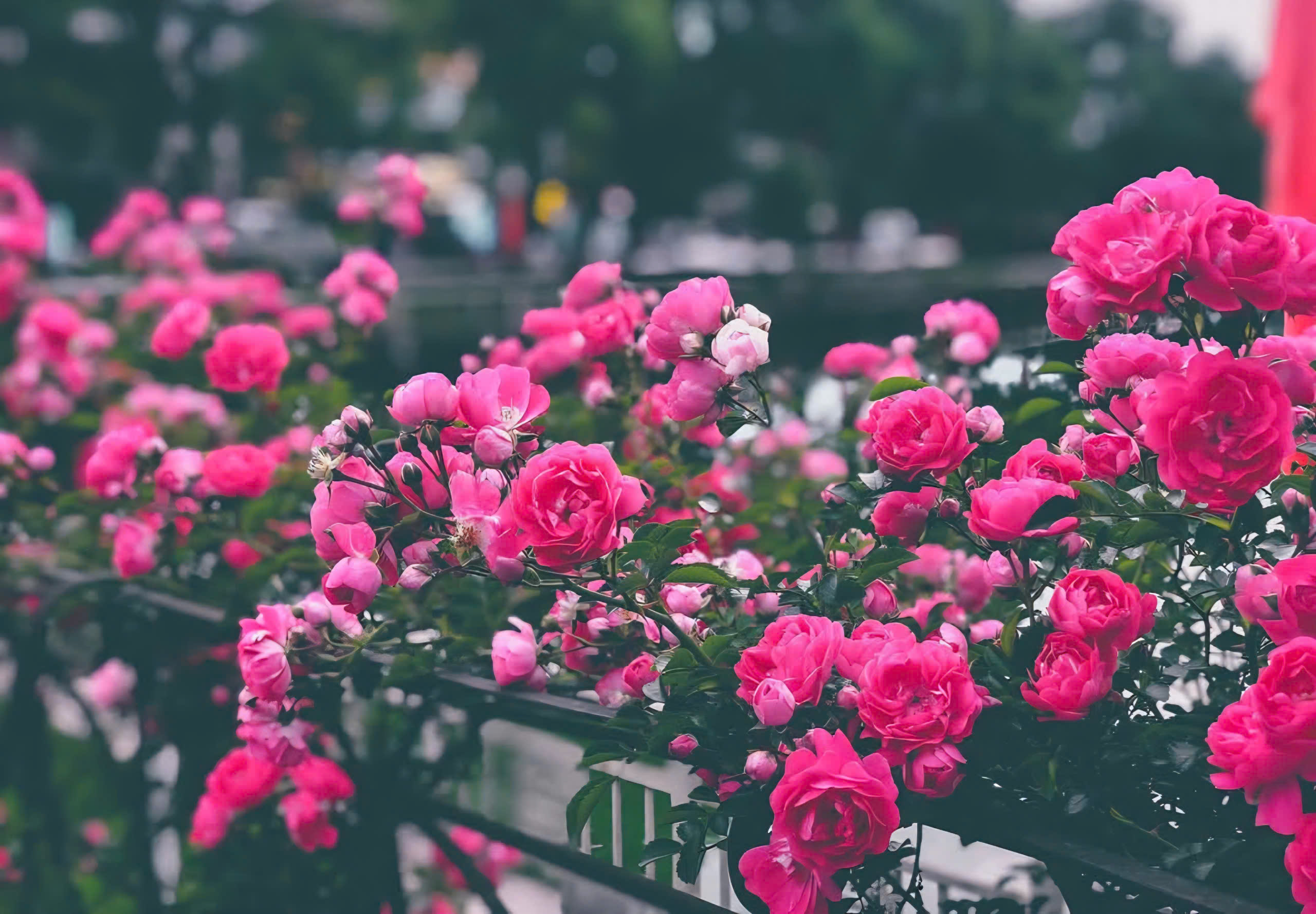 Sa Pa rực rỡ sắc hoa, nhộn nhịp đ&oacute;n h&agrave;ng chục ngh&igrave;n du kh&aacute;ch- Ảnh 7.