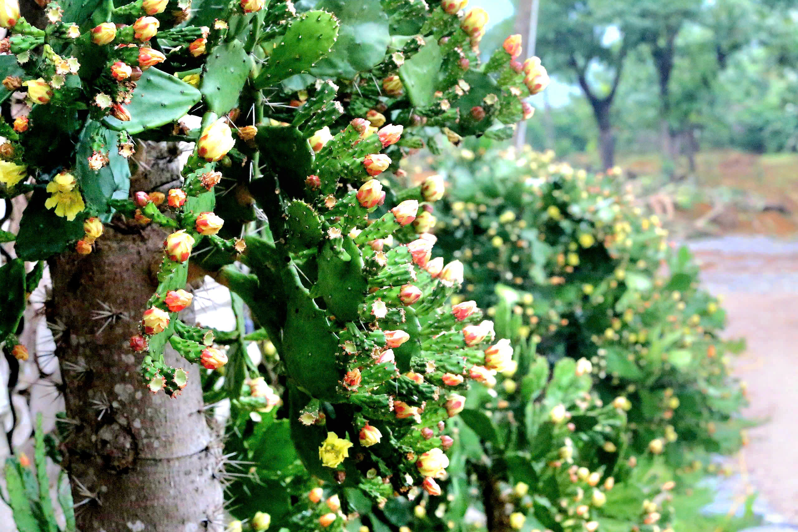 Độc đ&aacute;o vườn xương rồng cổ thụ hoa v&agrave;ng rực rỡ "h&uacute;t" giới trẻ đến Mộc Ch&acirc;u- Ảnh 12.