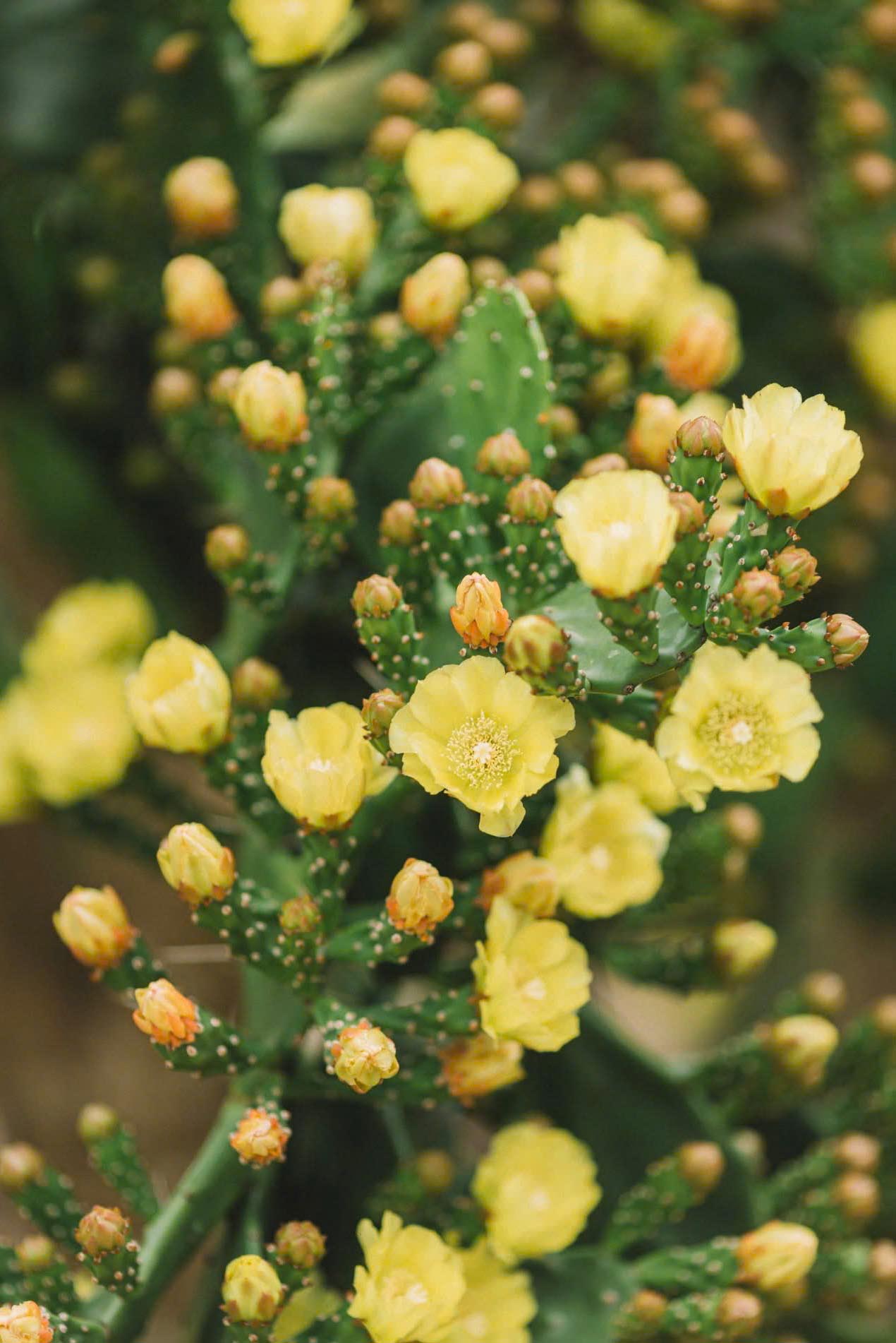 Độc đ&aacute;o vườn xương rồng cổ thụ hoa v&agrave;ng rực rỡ "h&uacute;t" giới trẻ đến Mộc Ch&acirc;u- Ảnh 14.