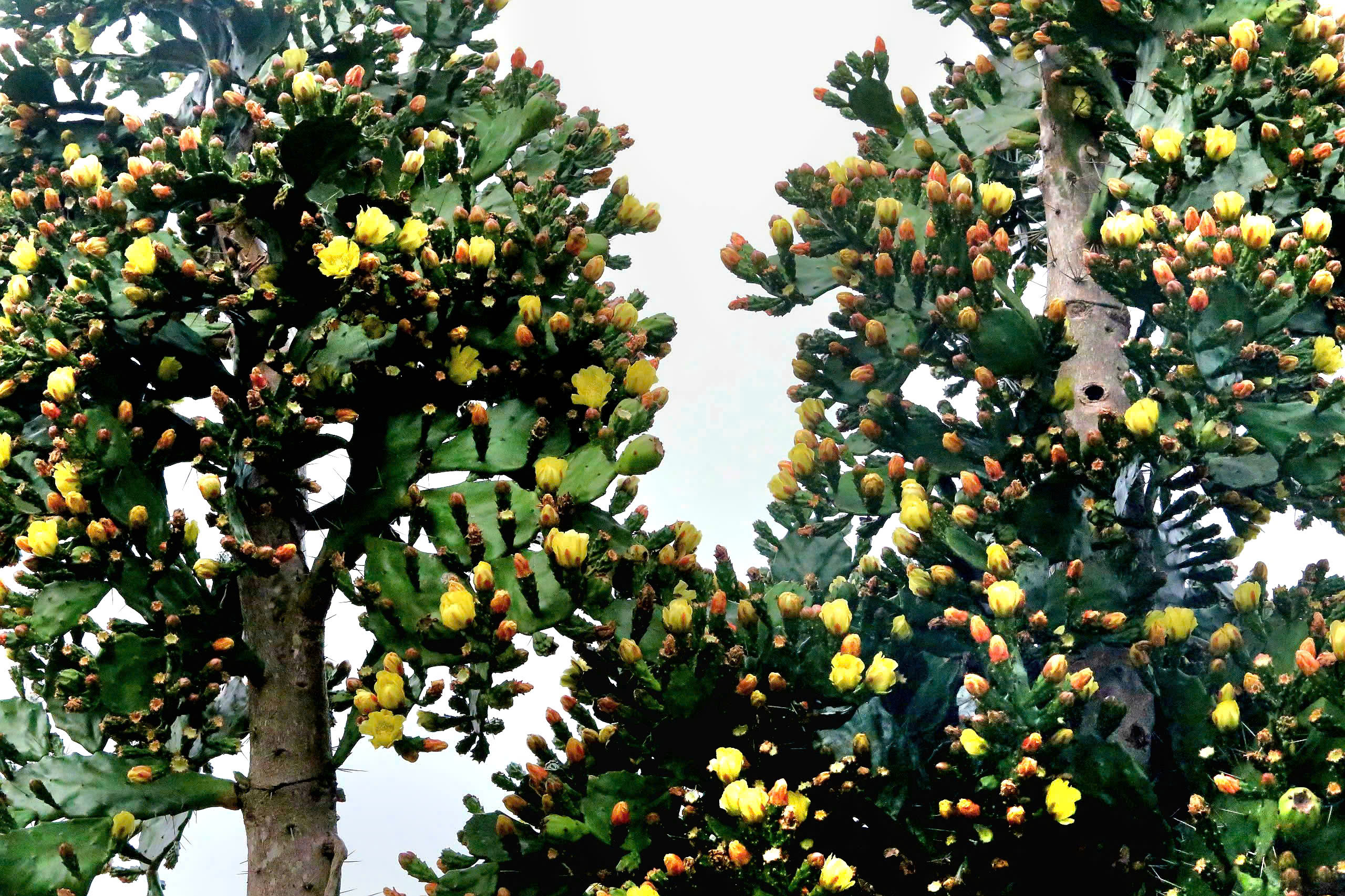 Độc đ&aacute;o vườn xương rồng cổ thụ hoa v&agrave;ng rực rỡ "h&uacute;t" giới trẻ đến Mộc Ch&acirc;u- Ảnh 3.