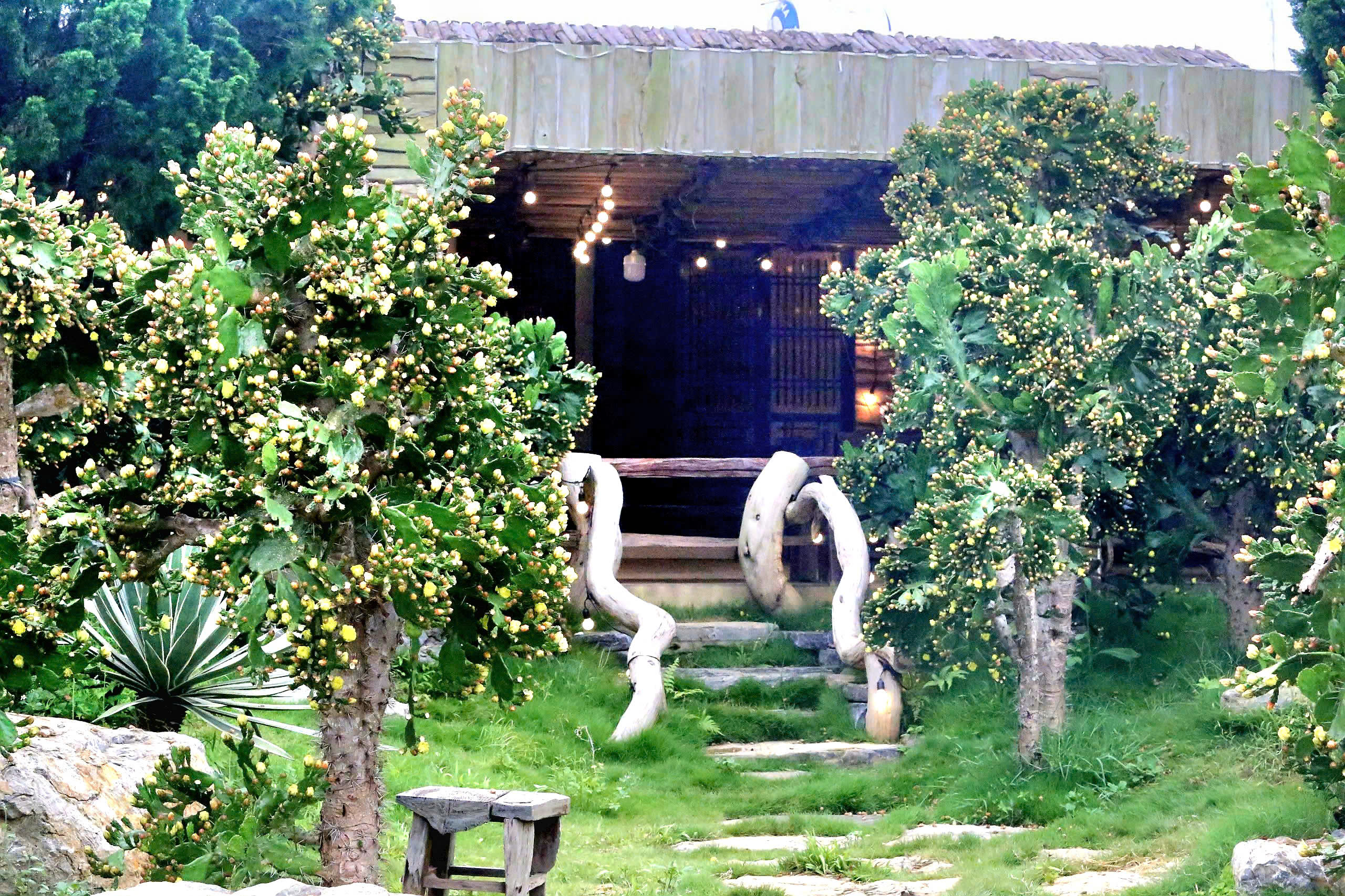 Độc đ&aacute;o vườn xương rồng cổ thụ hoa v&agrave;ng rực rỡ "h&uacute;t" giới trẻ đến Mộc Ch&acirc;u- Ảnh 13.