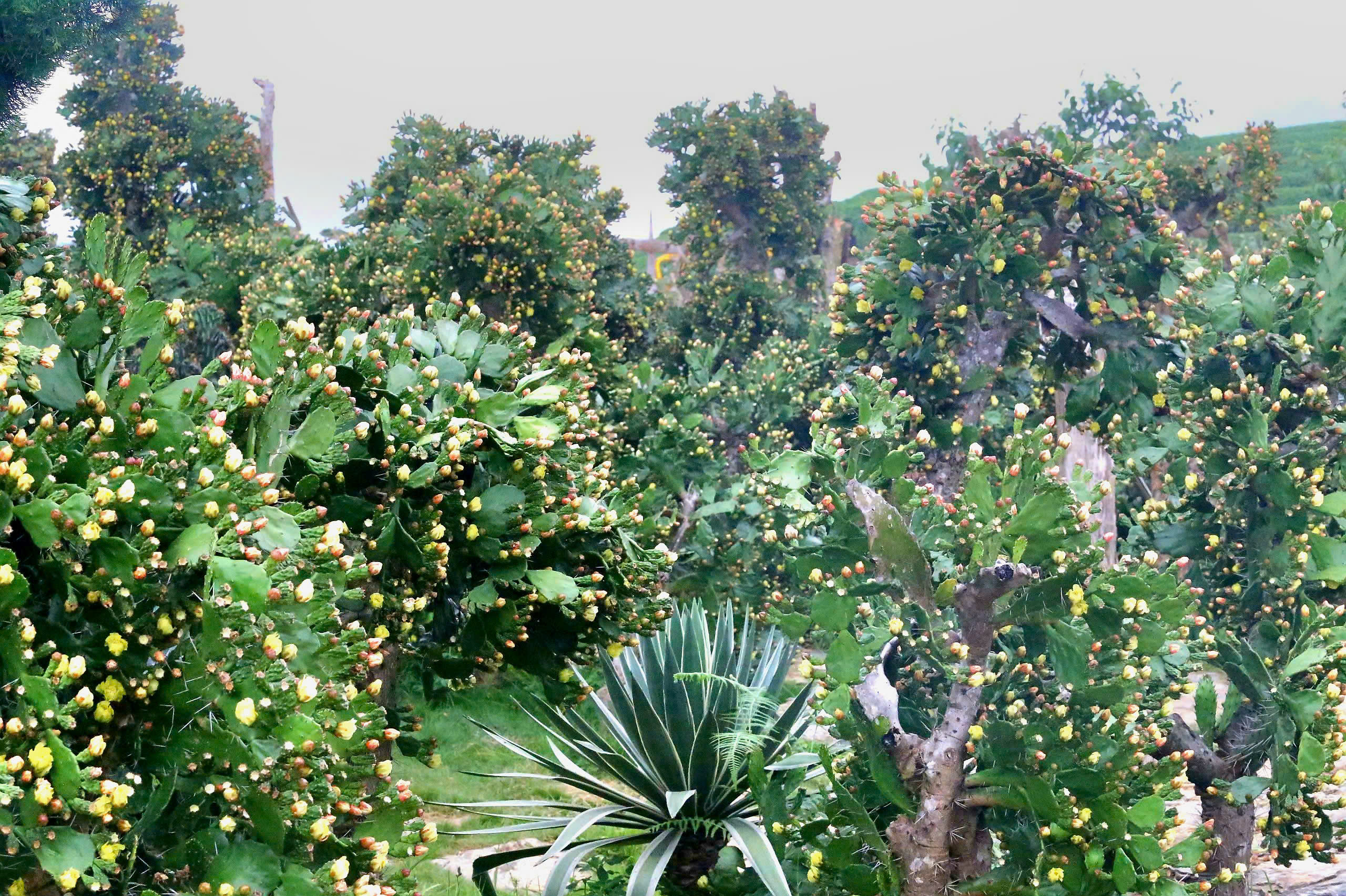 Độc đ&aacute;o vườn xương rồng cổ thụ hoa v&agrave;ng rực rỡ "h&uacute;t" giới trẻ đến Mộc Ch&acirc;u- Ảnh 1.