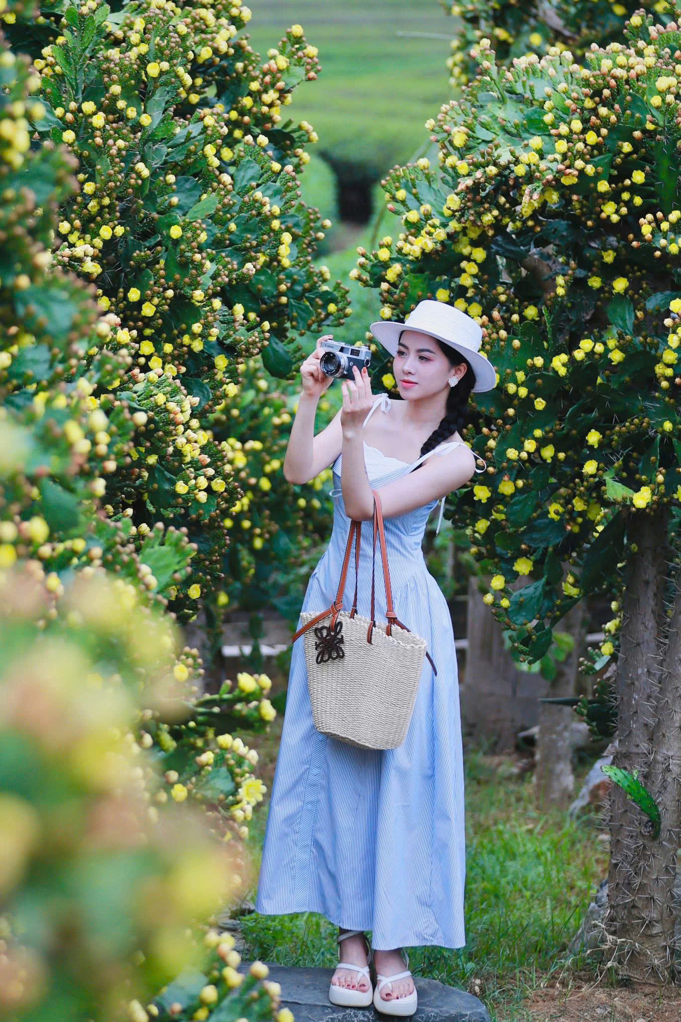 Độc đ&aacute;o vườn xương rồng cổ thụ hoa v&agrave;ng rực rỡ "h&uacute;t" giới trẻ đến Mộc Ch&acirc;u- Ảnh 10.