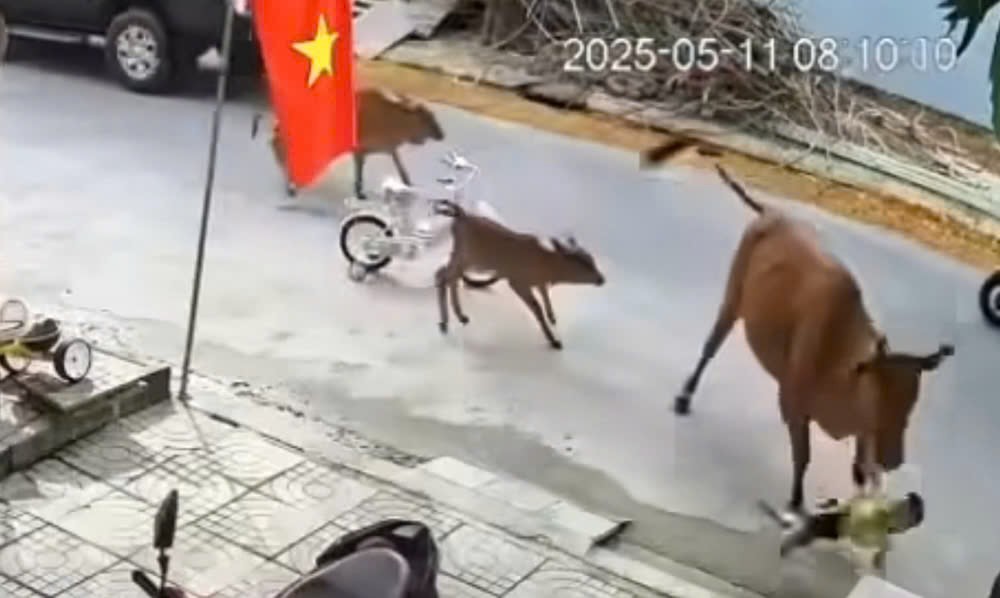 Đ&agrave; Nẵng: Ch&aacute;u b&eacute; bị b&ograve; thả r&ocirc;ng h&uacute;c ng&atilde; ra đường- Ảnh 1.