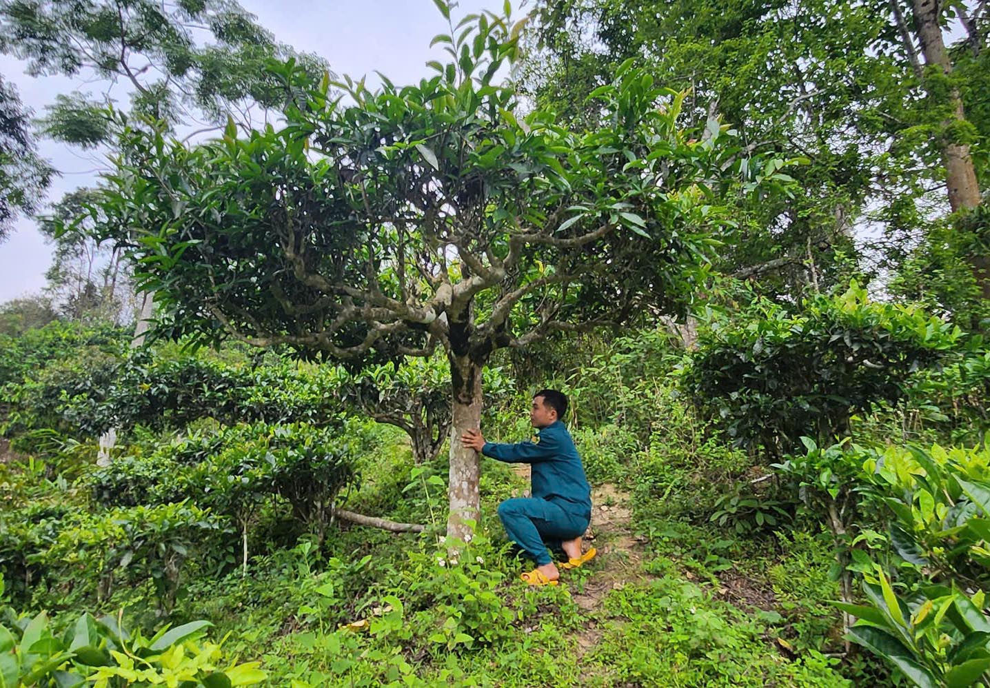 Cuộc sống đổi thay nhờ c&acirc;y ch&egrave; trăm tuổi ở Sơn La- Ảnh 1.