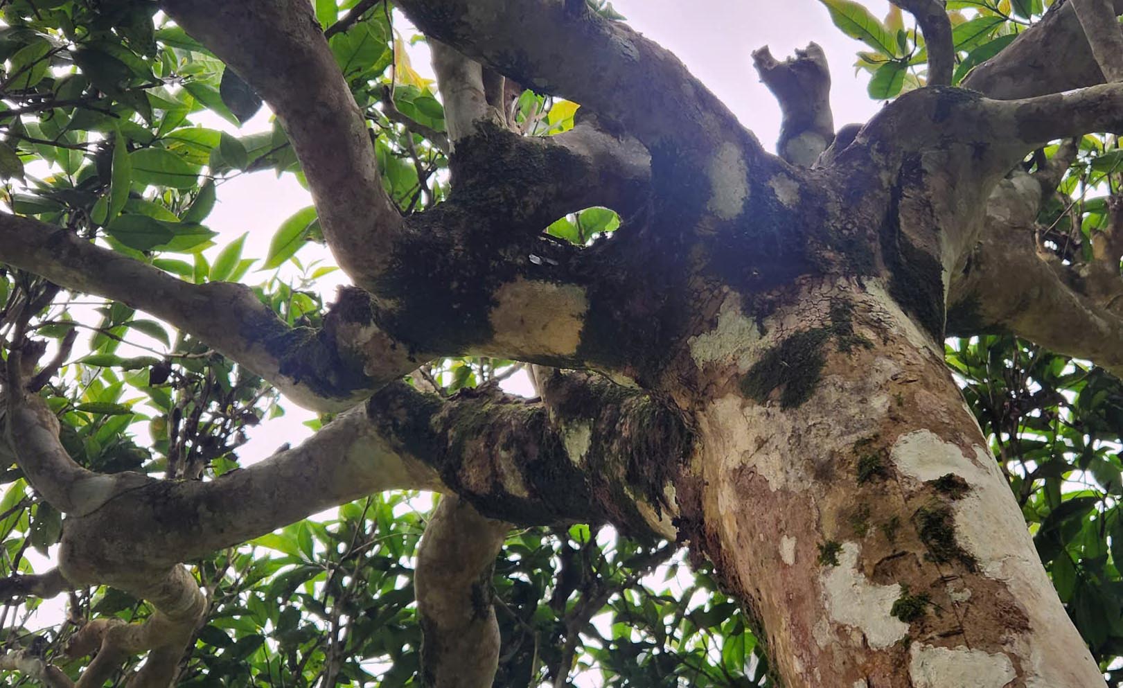 Cuộc sống đổi thay nhờ c&acirc;y ch&egrave; trăm tuổi ở Sơn La- Ảnh 13.