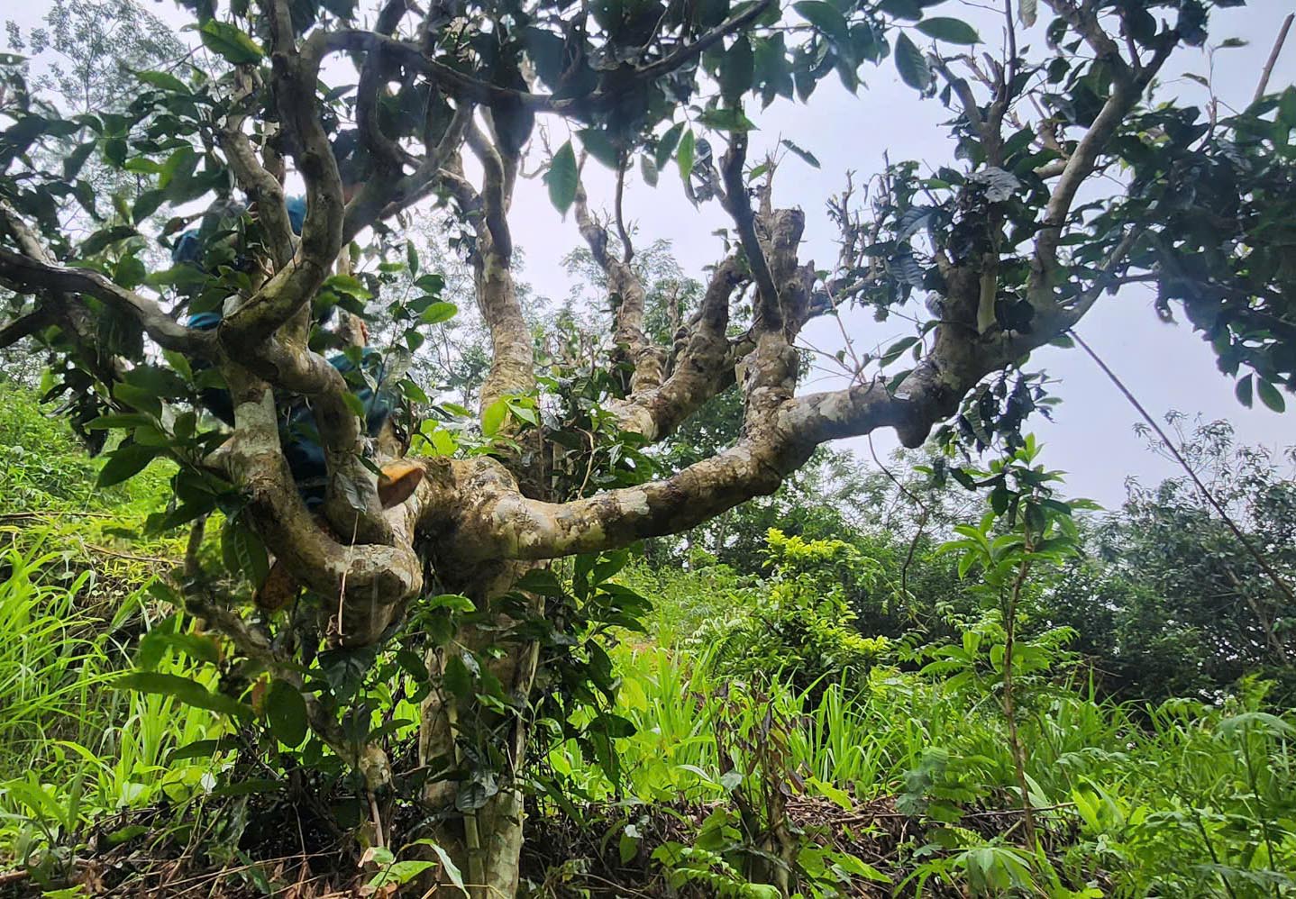 Cuộc sống đổi thay nhờ c&acirc;y ch&egrave; trăm tuổi ở Sơn La- Ảnh 12.