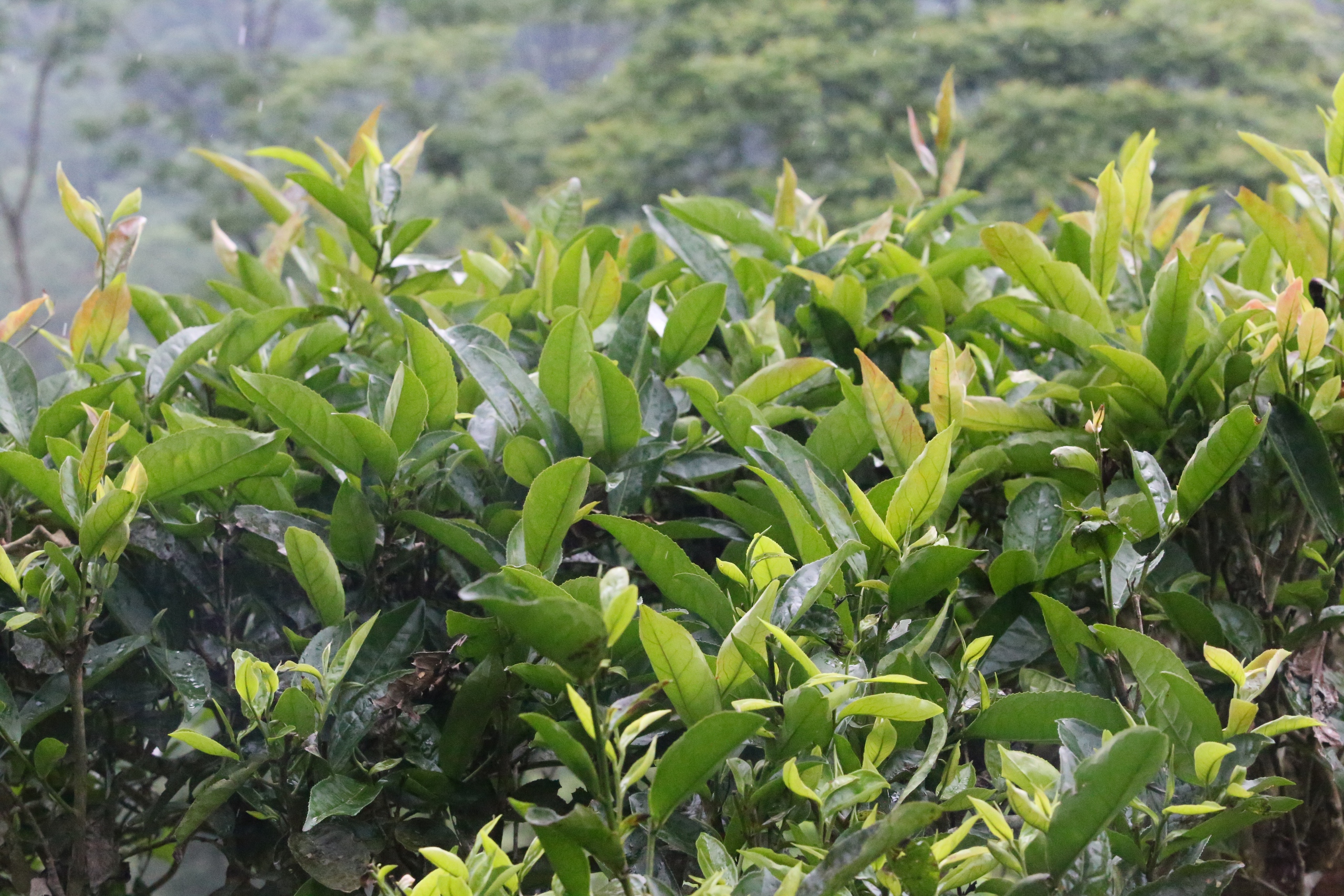 Cuộc sống đổi thay nhờ c&acirc;y ch&egrave; trăm tuổi ở Sơn La- Ảnh 6.