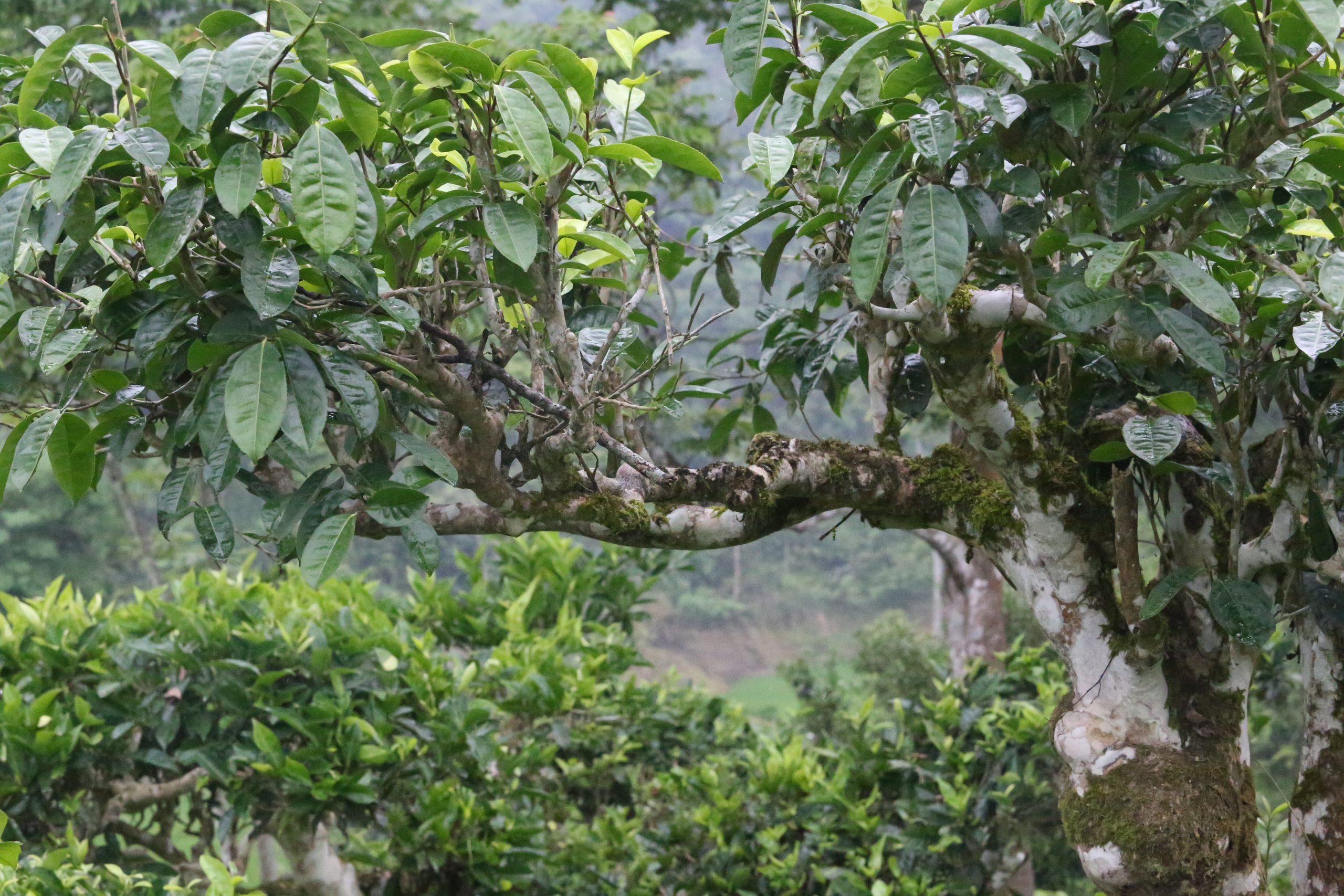 Cuộc sống đổi thay nhờ c&acirc;y ch&egrave; trăm tuổi ở Sơn La- Ảnh 14.