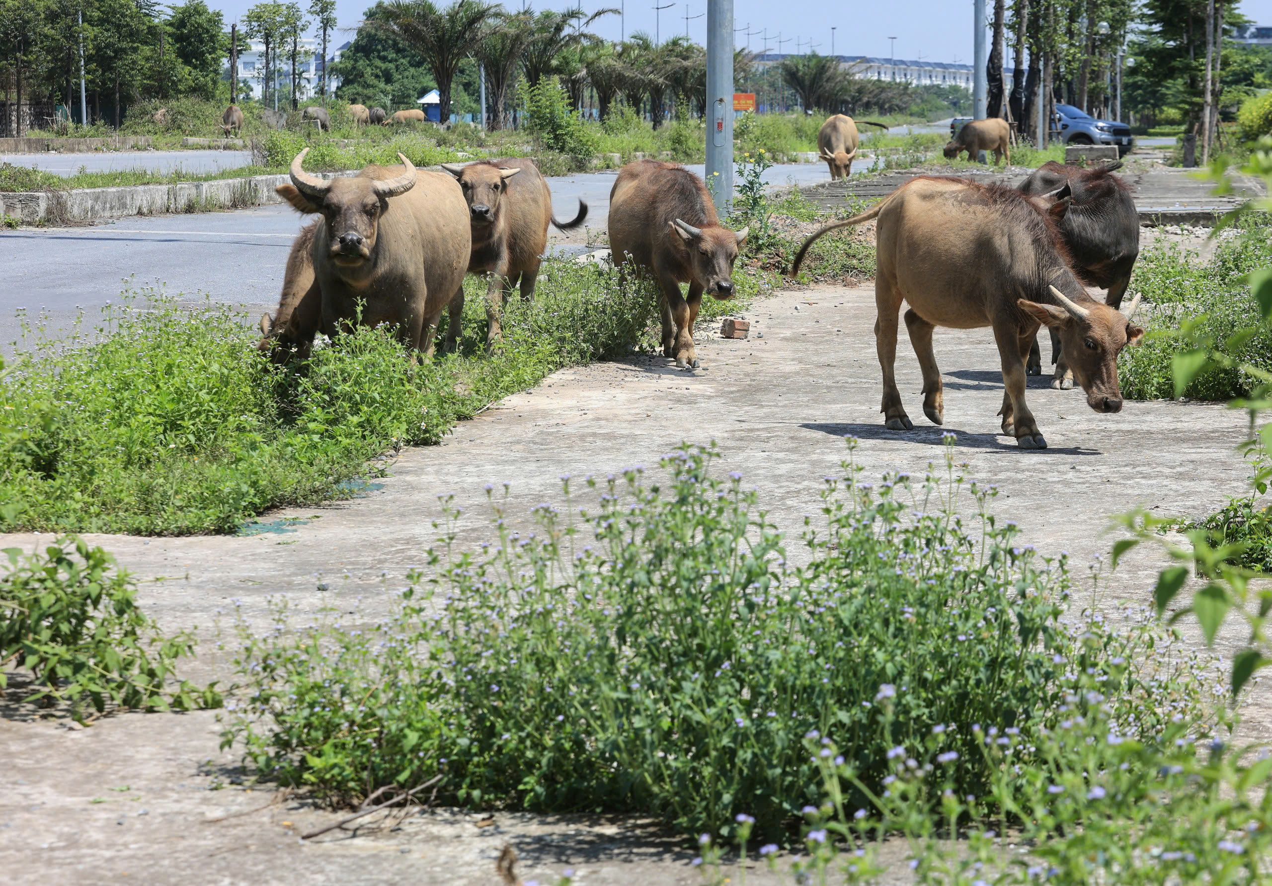 H&agrave; Nội: To&agrave;n cảnh thi c&ocirc;ng V&agrave;nh đai 3,5 đoạn qua huyện Ho&agrave;i Đức- Ảnh 8.