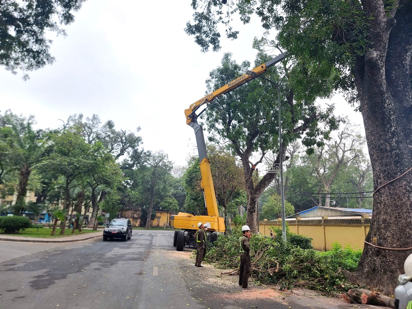 H&agrave; Nội chấn chỉnh thời gian cắt tỉa c&acirc;y xanh- Ảnh 1.