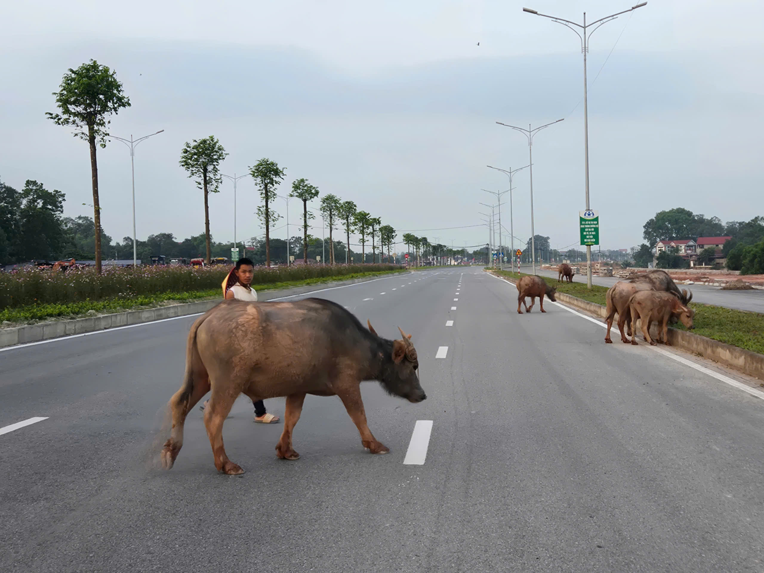 Th&aacute;i Nguy&ecirc;n: Đường v&agrave;nh đai li&ecirc;n tục xảy ra tai nạn, người d&acirc;n mong sớm lắp đ&egrave;n t&iacute;n hiệu- Ảnh 4.