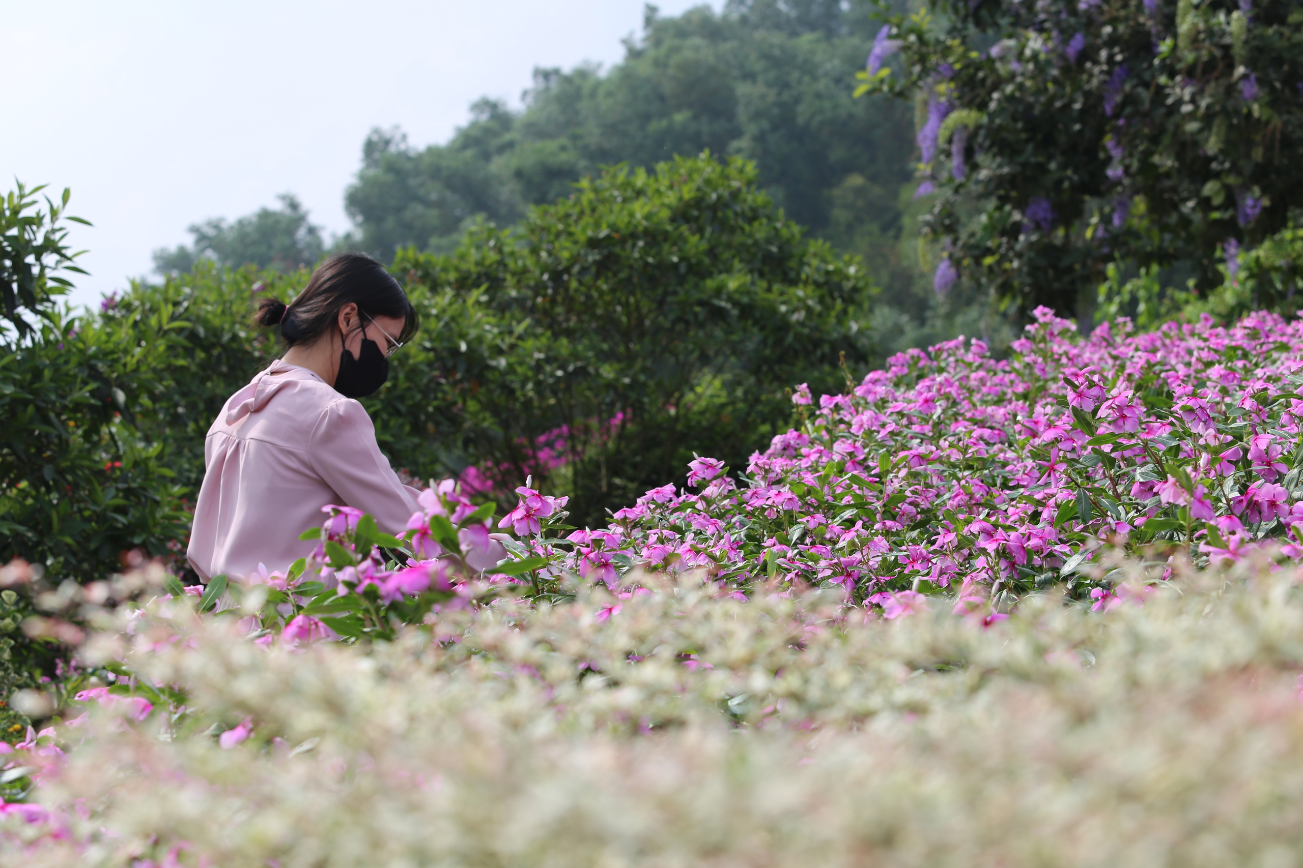 M&ecirc; mẩn đảo hoa mu&ocirc;n sắc giữa l&ograve;ng hồ N&uacute;i Cốc- Ảnh 7.