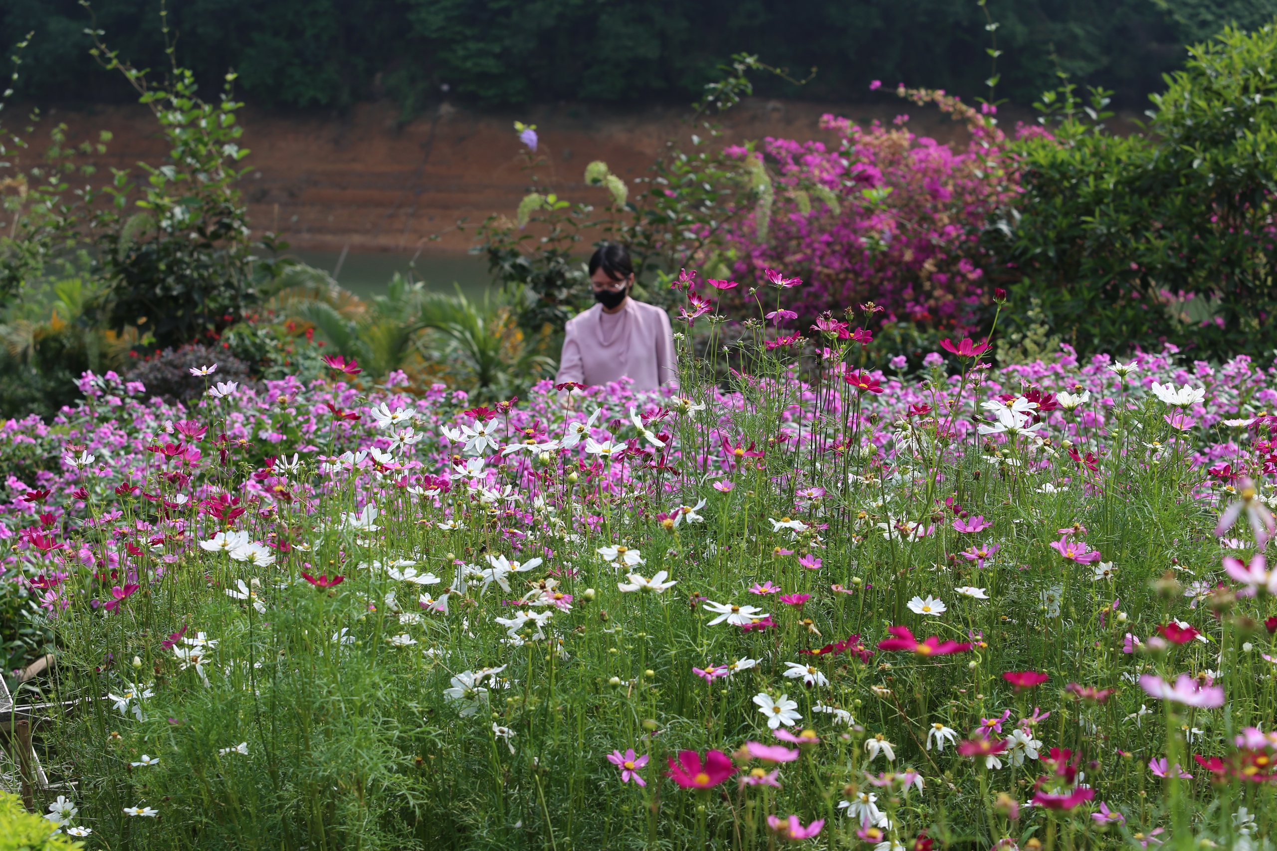M&ecirc; mẩn đảo hoa mu&ocirc;n sắc giữa l&ograve;ng hồ N&uacute;i Cốc- Ảnh 9.