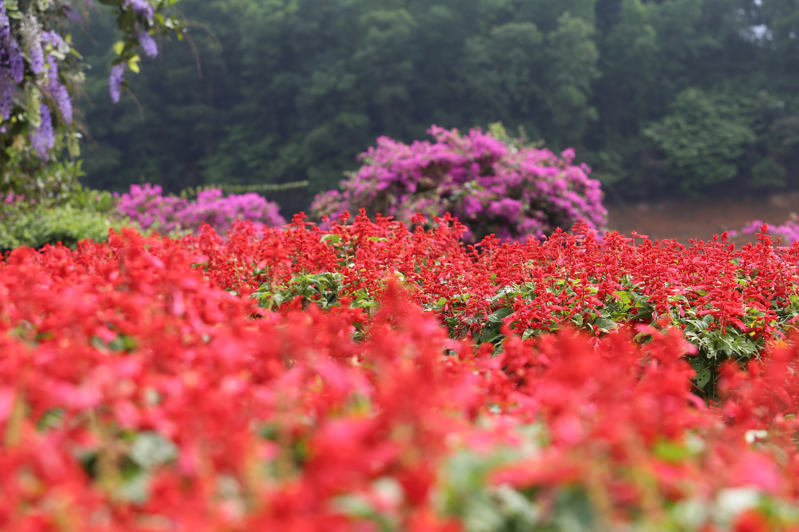 M&ecirc; mẩn đảo hoa mu&ocirc;n sắc giữa l&ograve;ng hồ N&uacute;i Cốc- Ảnh 11.