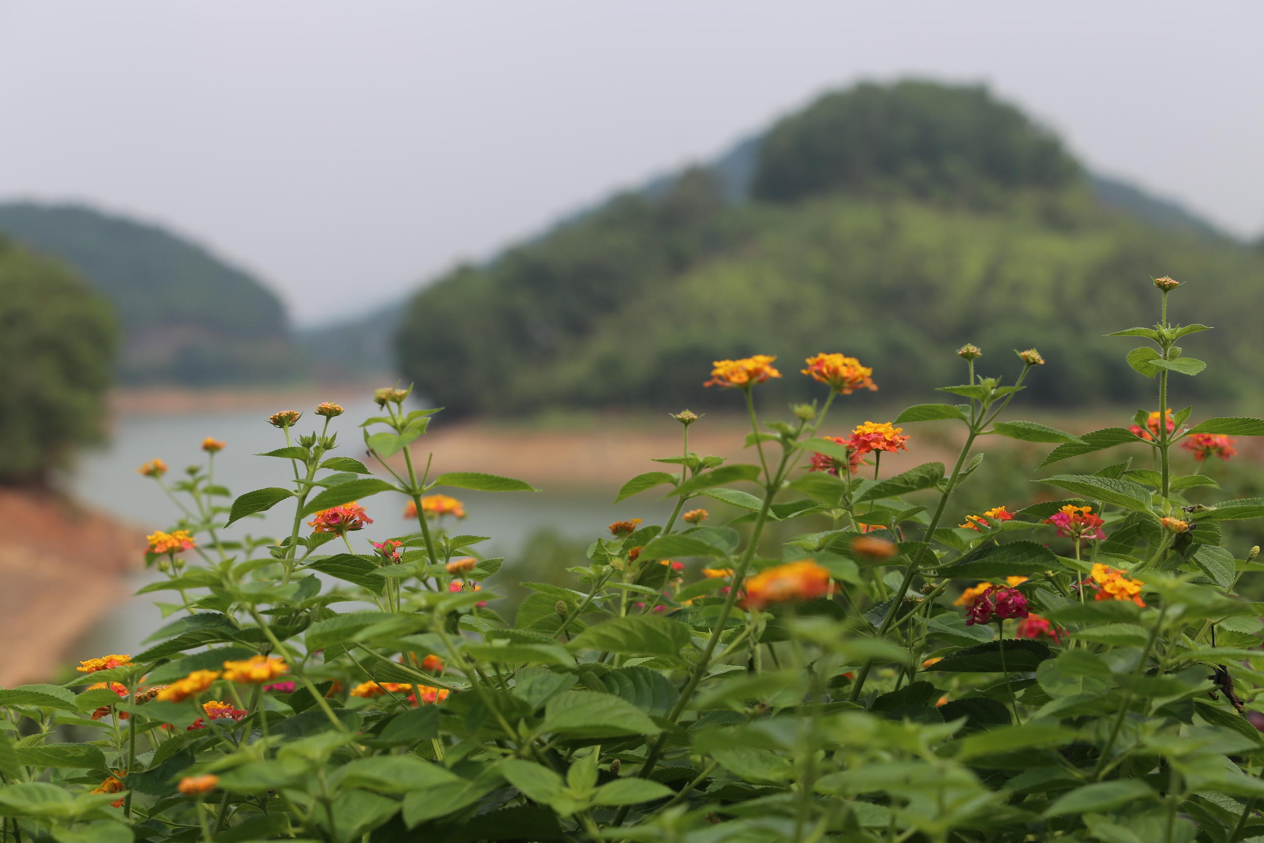 M&ecirc; mẩn đảo hoa mu&ocirc;n sắc giữa l&ograve;ng hồ N&uacute;i Cốc- Ảnh 14.