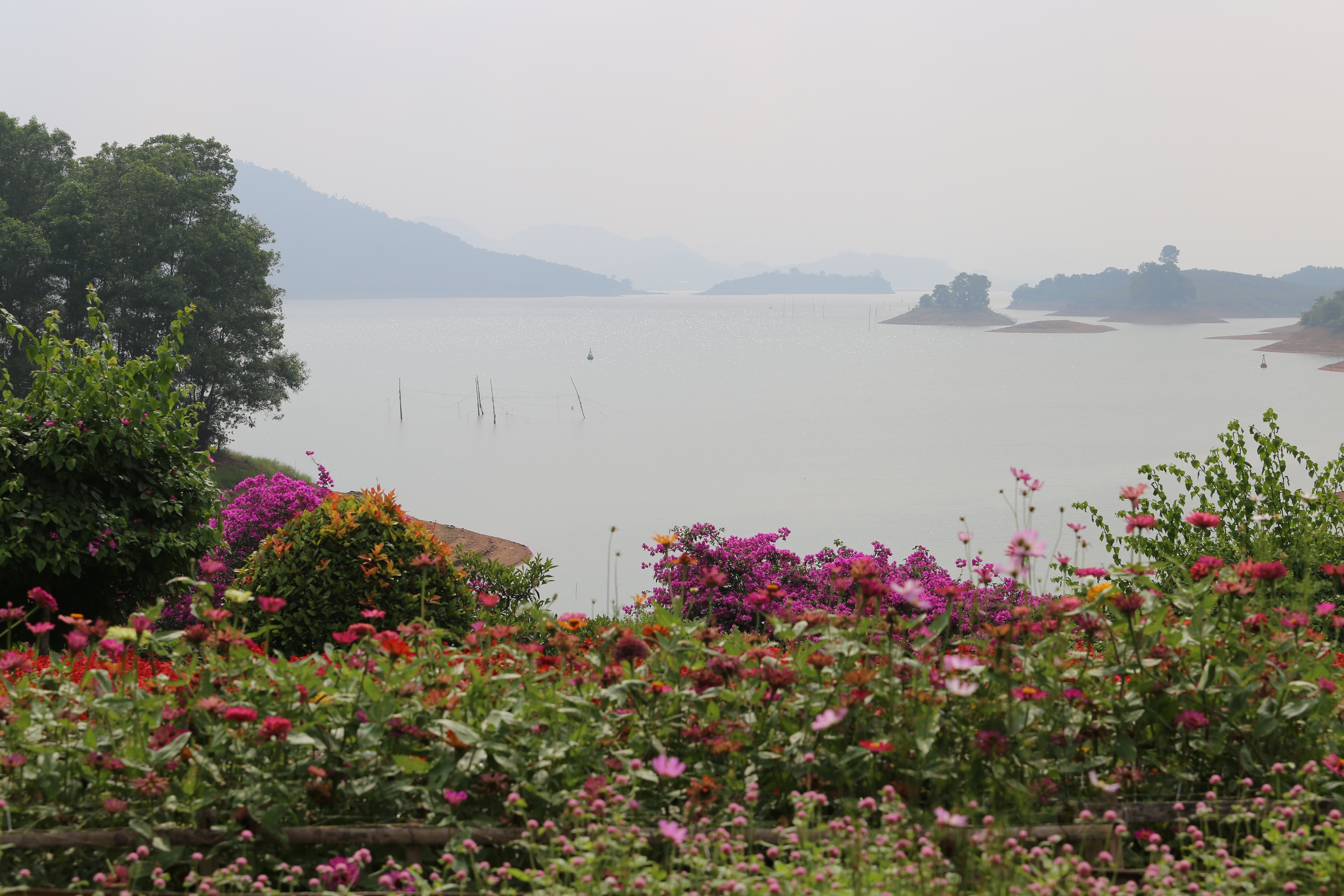 M&ecirc; mẩn đảo hoa mu&ocirc;n sắc giữa l&ograve;ng hồ N&uacute;i Cốc- Ảnh 5.