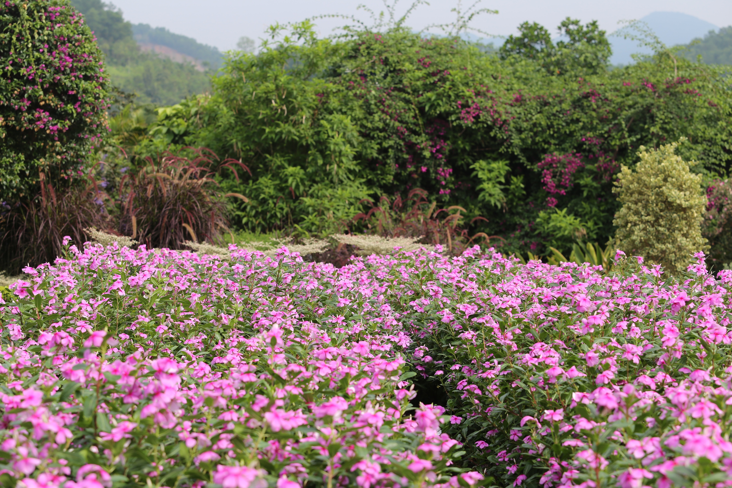 M&ecirc; mẩn đảo hoa mu&ocirc;n sắc giữa l&ograve;ng hồ N&uacute;i Cốc- Ảnh 15.