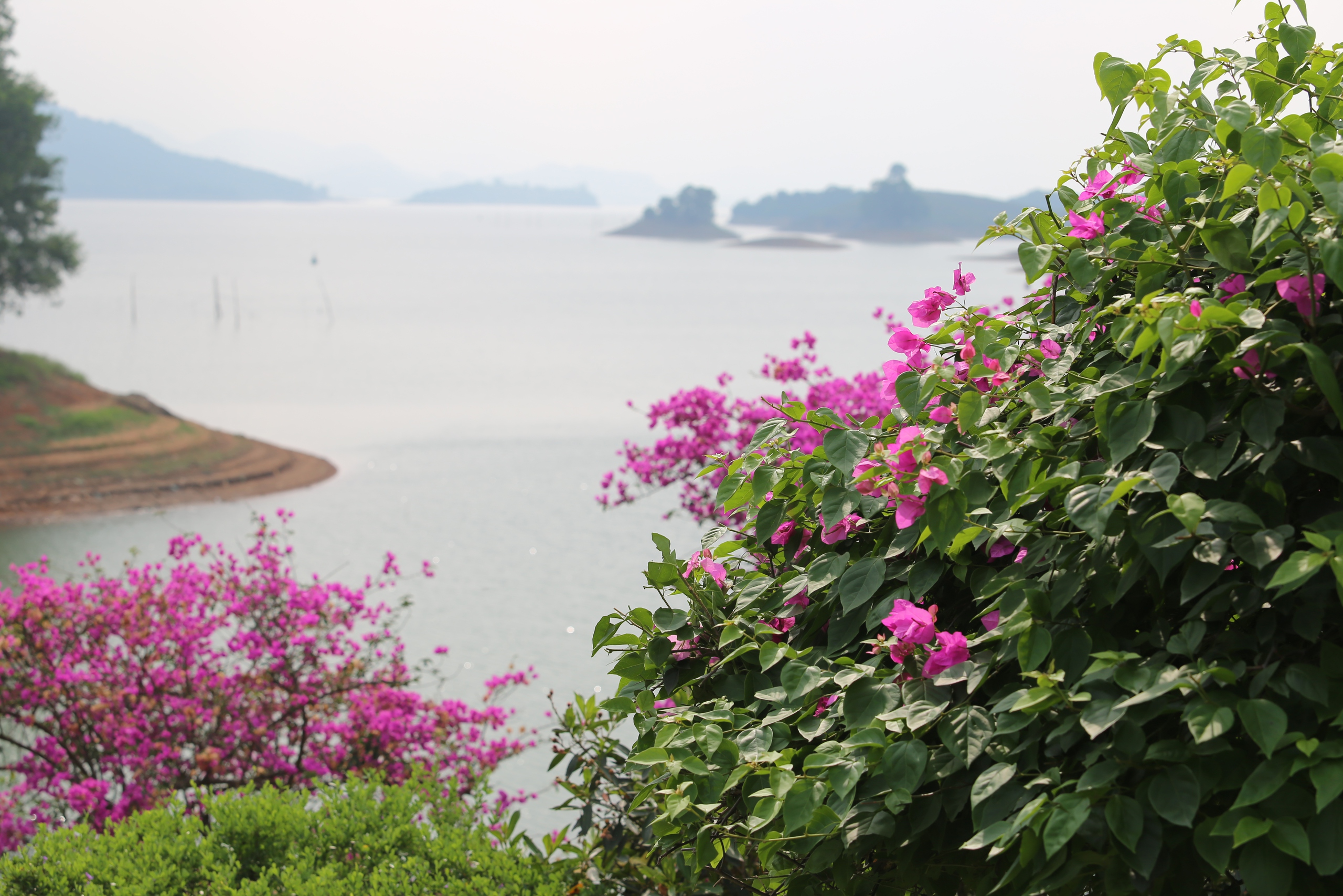 M&ecirc; mẩn đảo hoa mu&ocirc;n sắc giữa l&ograve;ng hồ N&uacute;i Cốc- Ảnh 13.