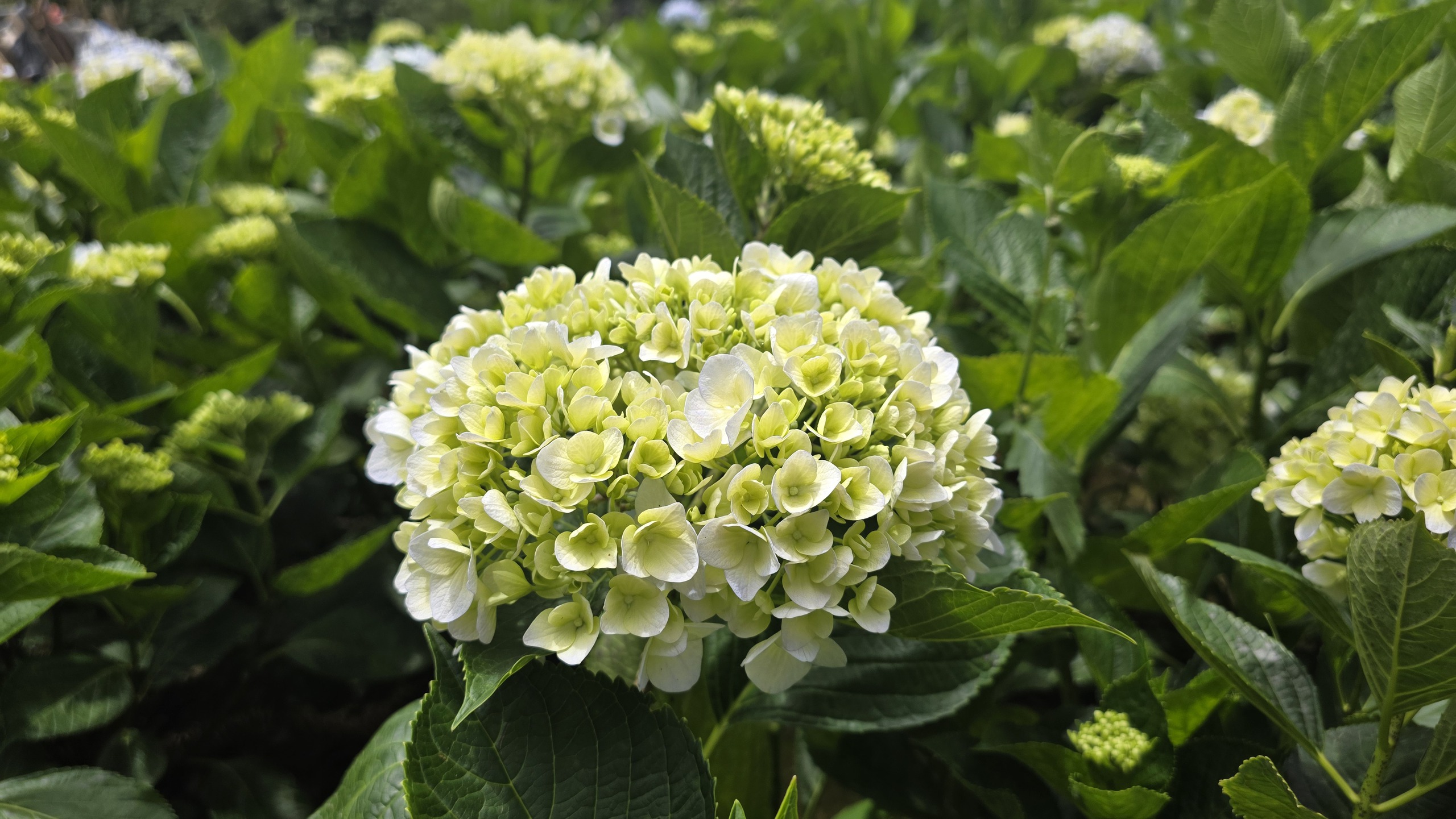 Đến Bắc H&agrave; kh&aacute;m ph&aacute; thi&ecirc;n đường thung lũng hoa, thưởng thức đặc sản thắng cố- Ảnh 3.