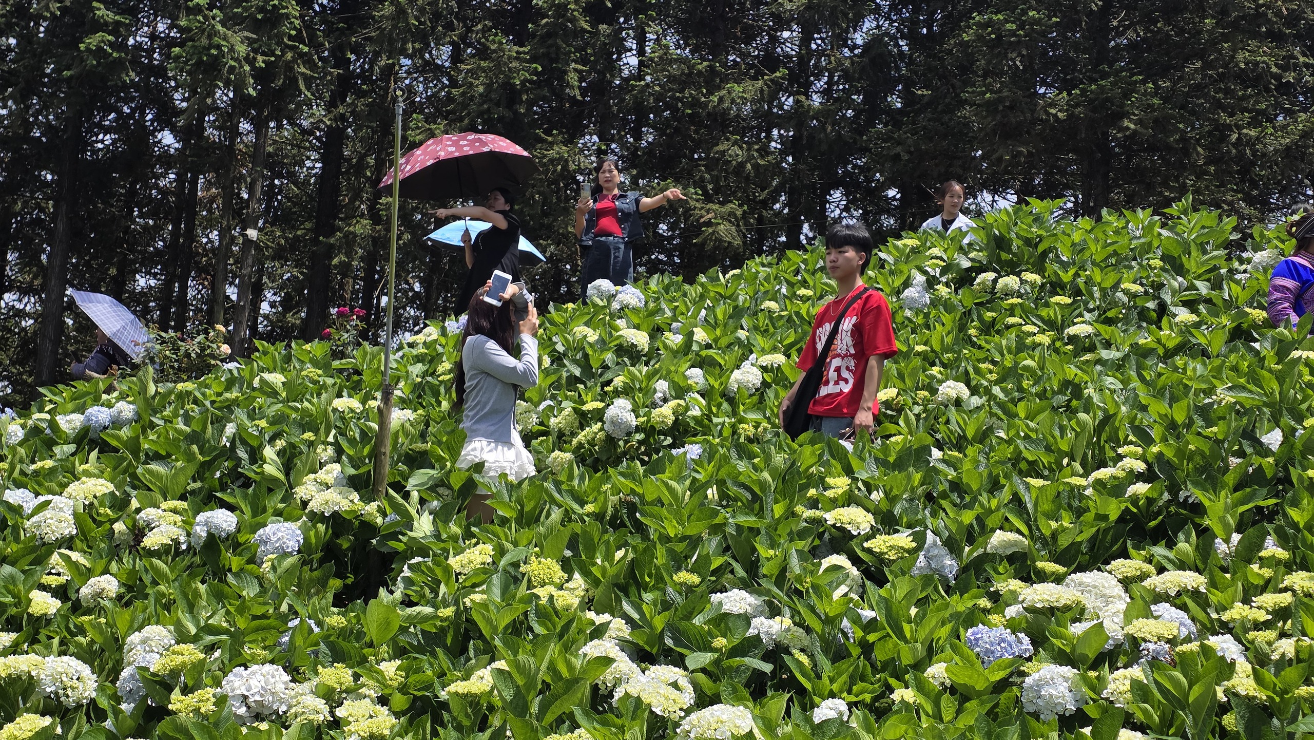 Đến Bắc H&agrave; kh&aacute;m ph&aacute; thi&ecirc;n đường thung lũng hoa, thưởng thức đặc sản thắng cố- Ảnh 5.