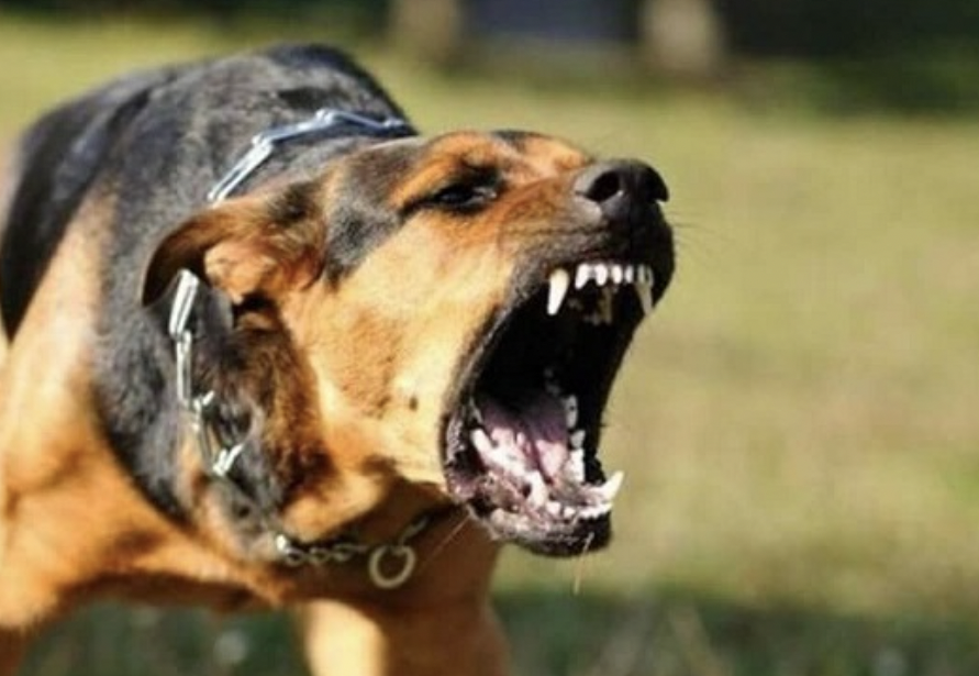 Đồng Nai xuất hiện th&ecirc;m ổ dịch ch&oacute; dại tại Trảng Bom- Ảnh 1.